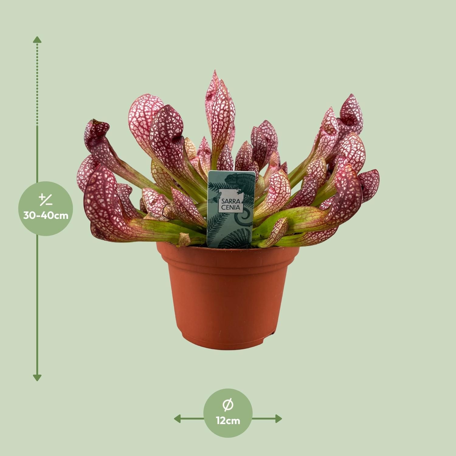 Sarracenia Scarlet Belle - Kannenpflanze für Halbschatten