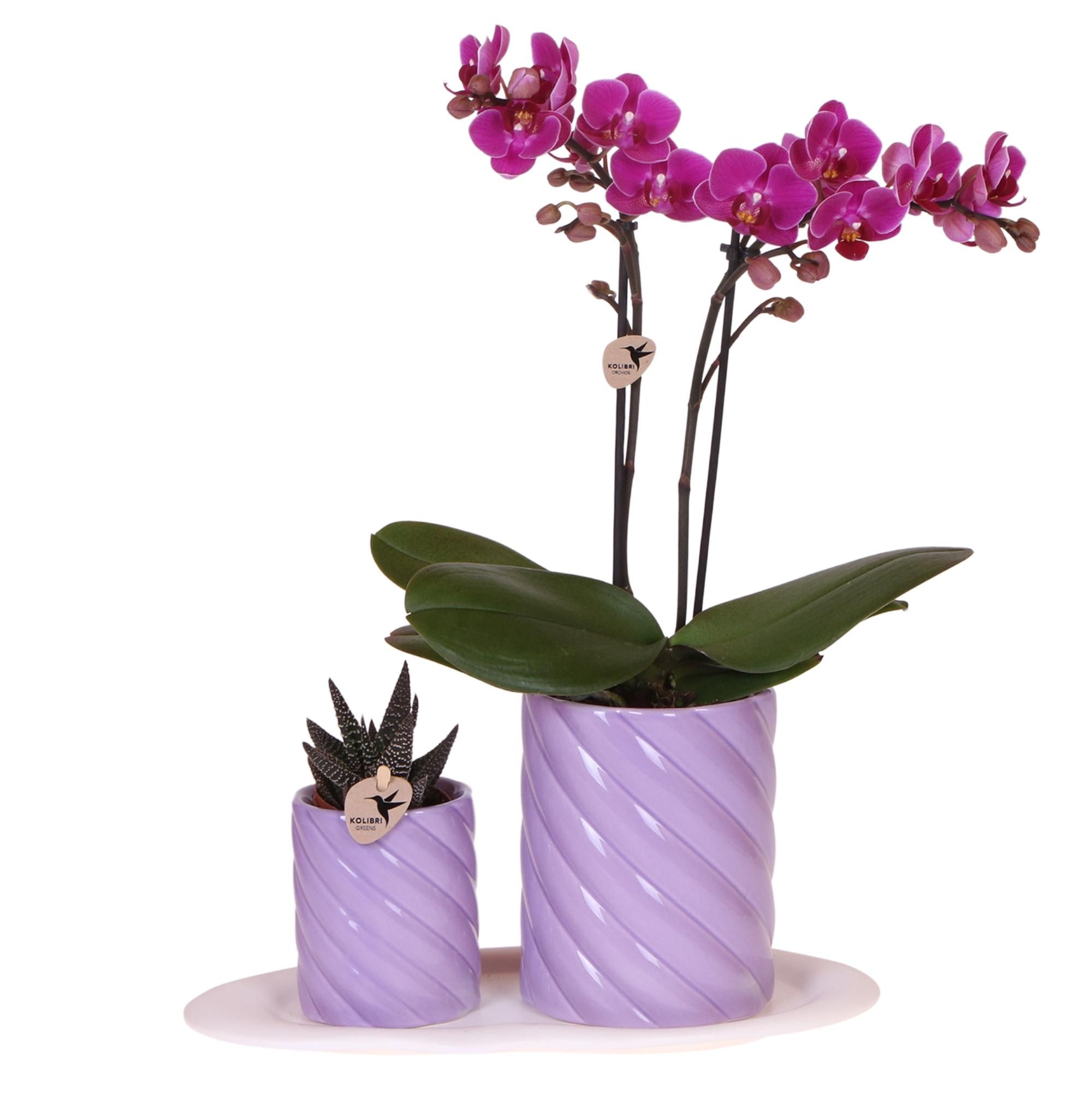 Geschenkset Optimismus – Orchidee & Grünpflanze – Lila – Mit Deko-Töpfen & Tablett