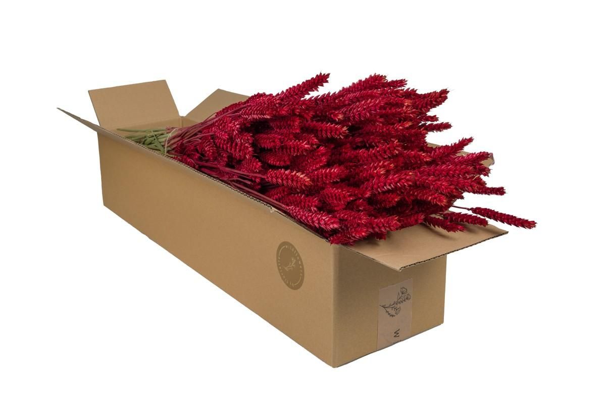 Trockenblumen Weizenähren (Triticum) Rot | 4 Bündel | ca. 60cm