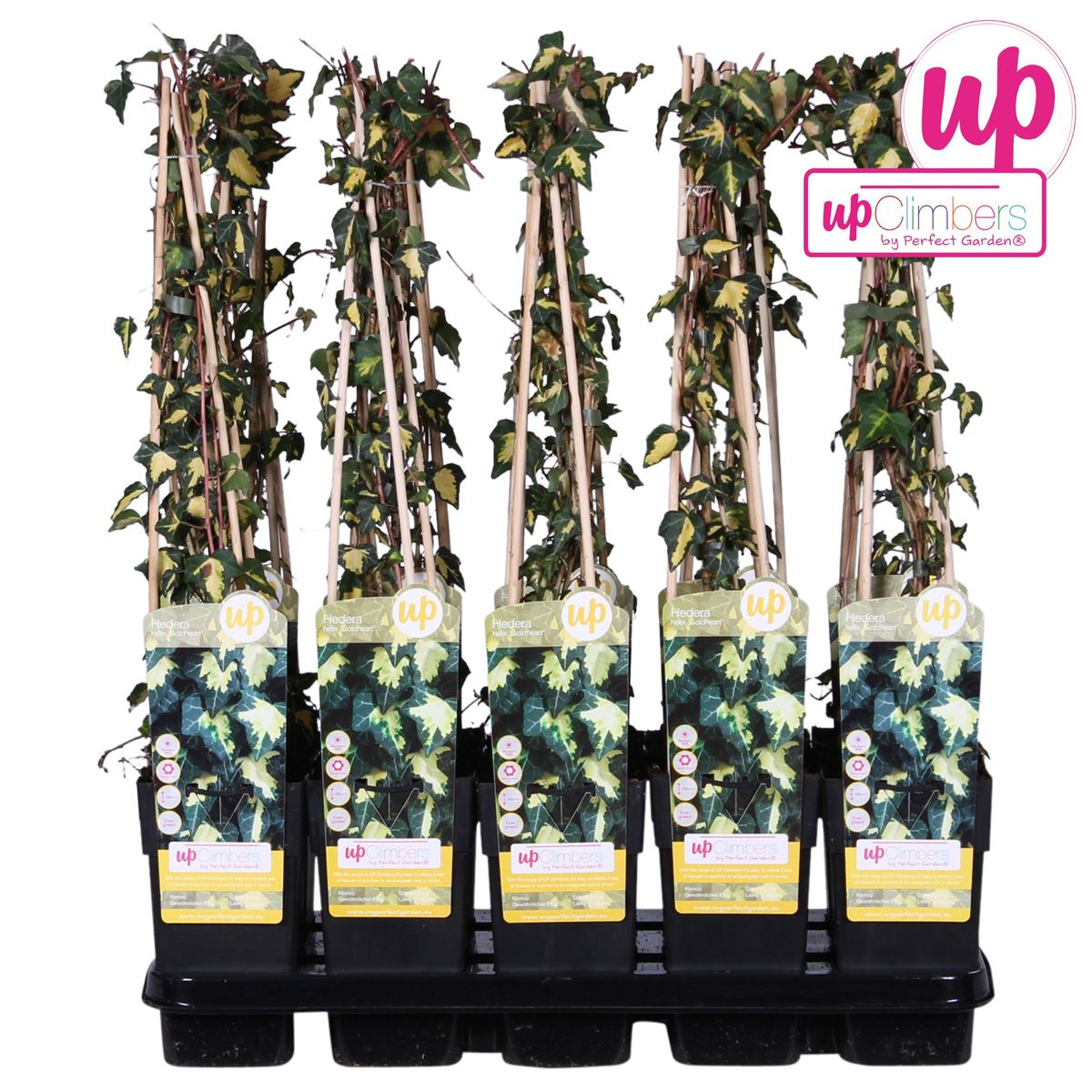 Efeu Hedera Goldheart Kletterpflanze