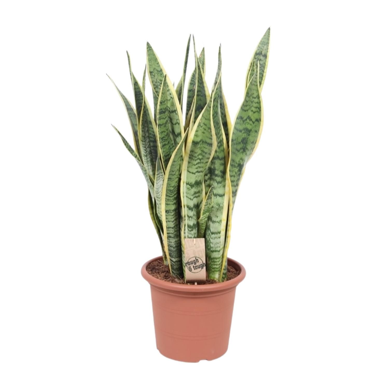Sansevieria Laurentii Schwiegermutterzunge Zimmerpflanze