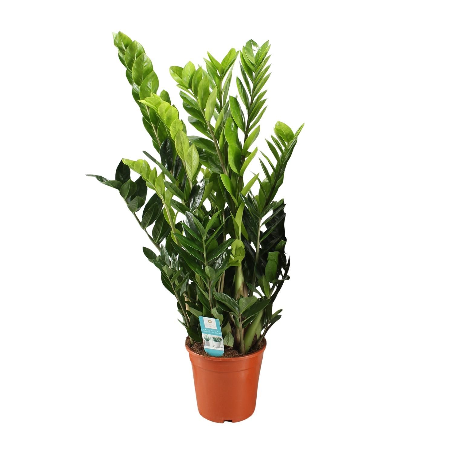 Elegante Zamioculcas Pflanze