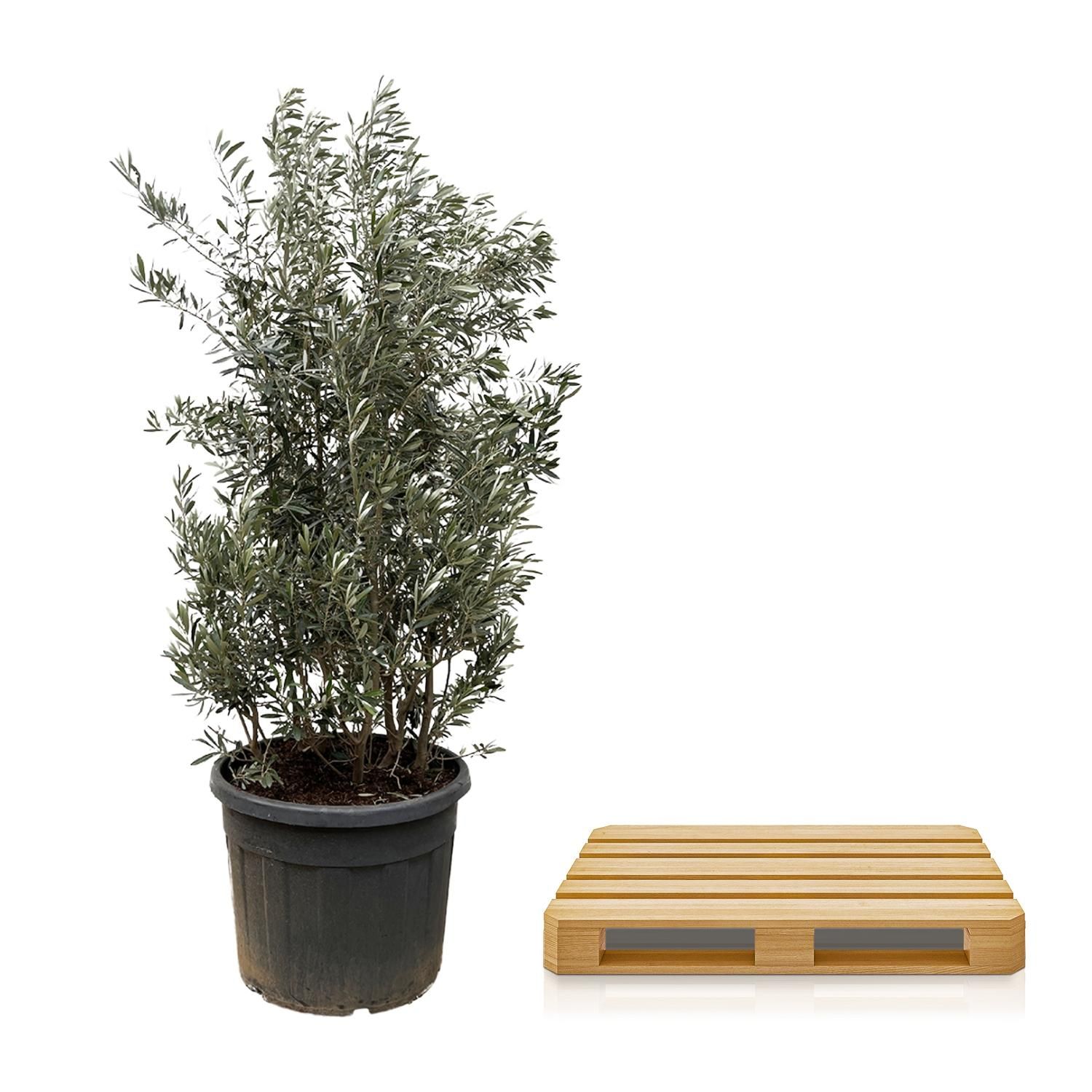 Eleganter Olivenbaum Olea Europaea