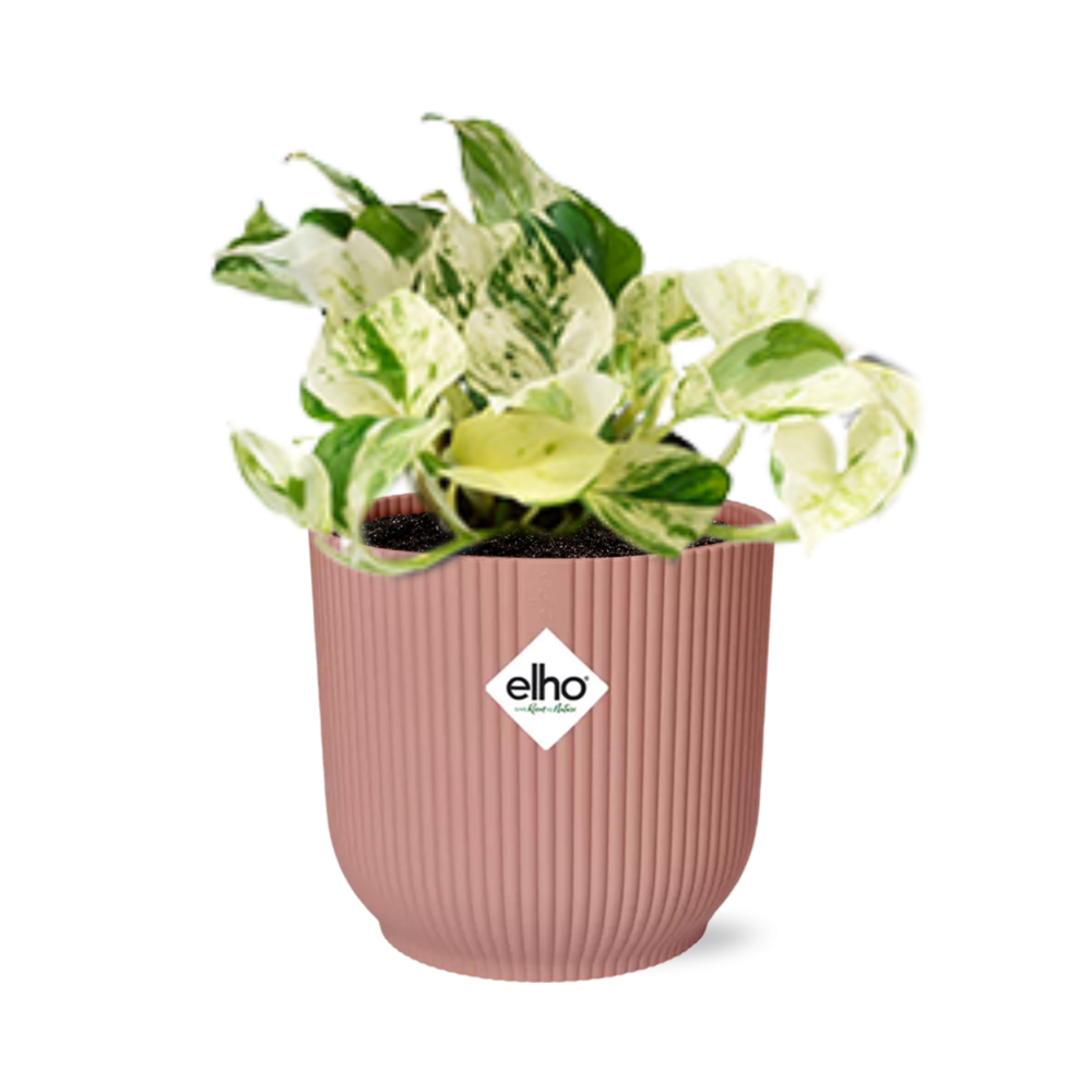 Epipremnum Pinnatum Happy Leaf Zimmerpflanze