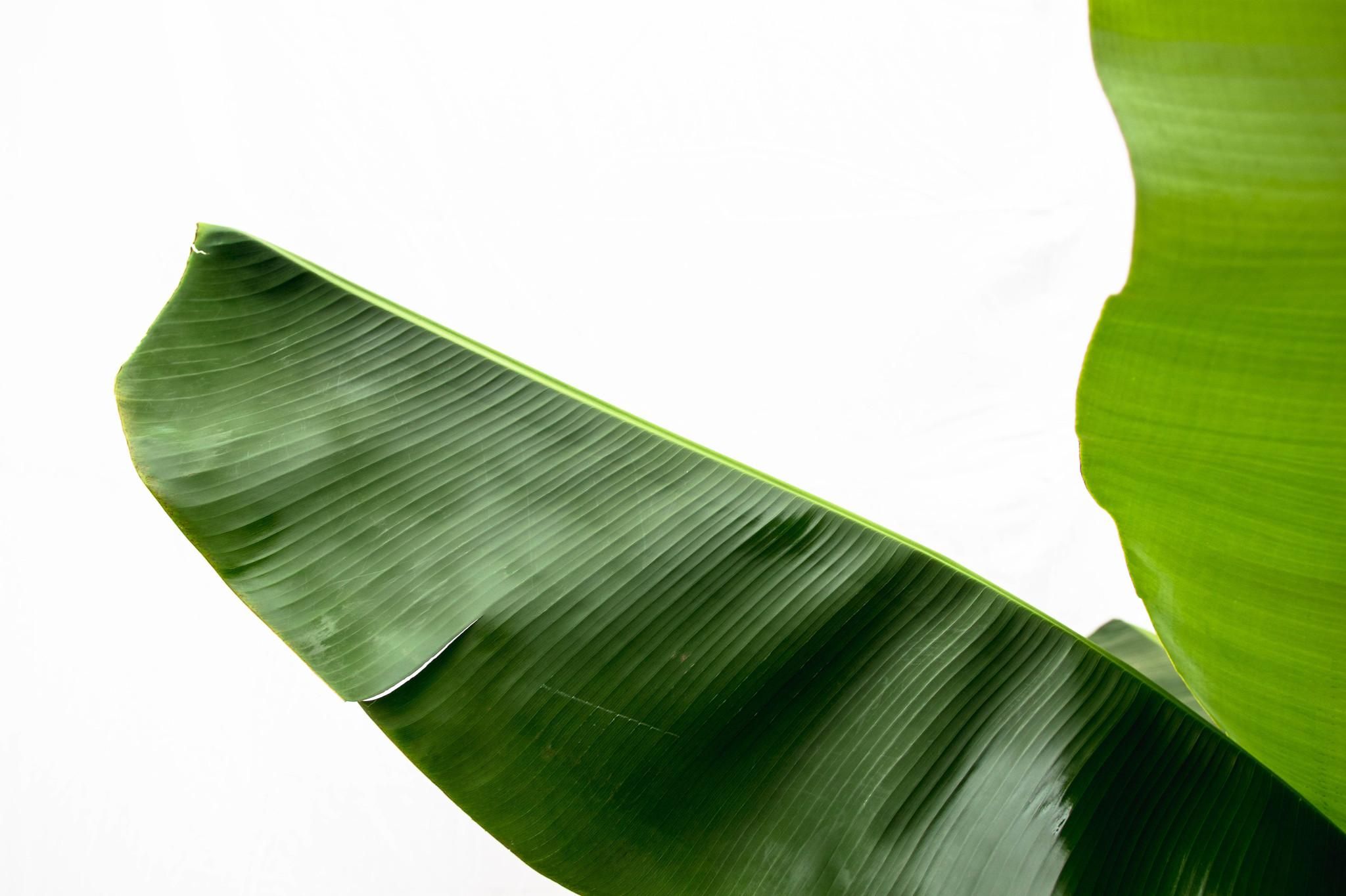 Bananenpflanze (Musa) – Exotisch | Pflegeleicht | 170cm hoch – Ø30 Topf
