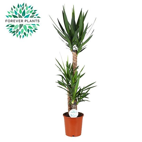 Yucca Zimmerpflanze