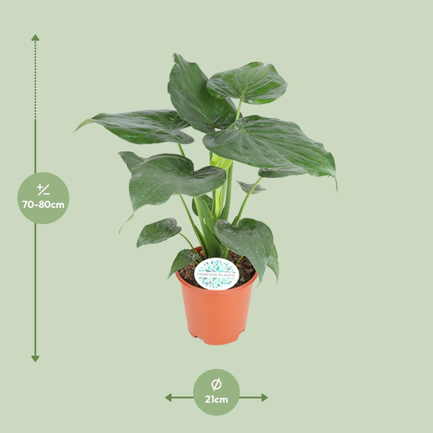 Alocasia Cucullata Zimmerpflanze