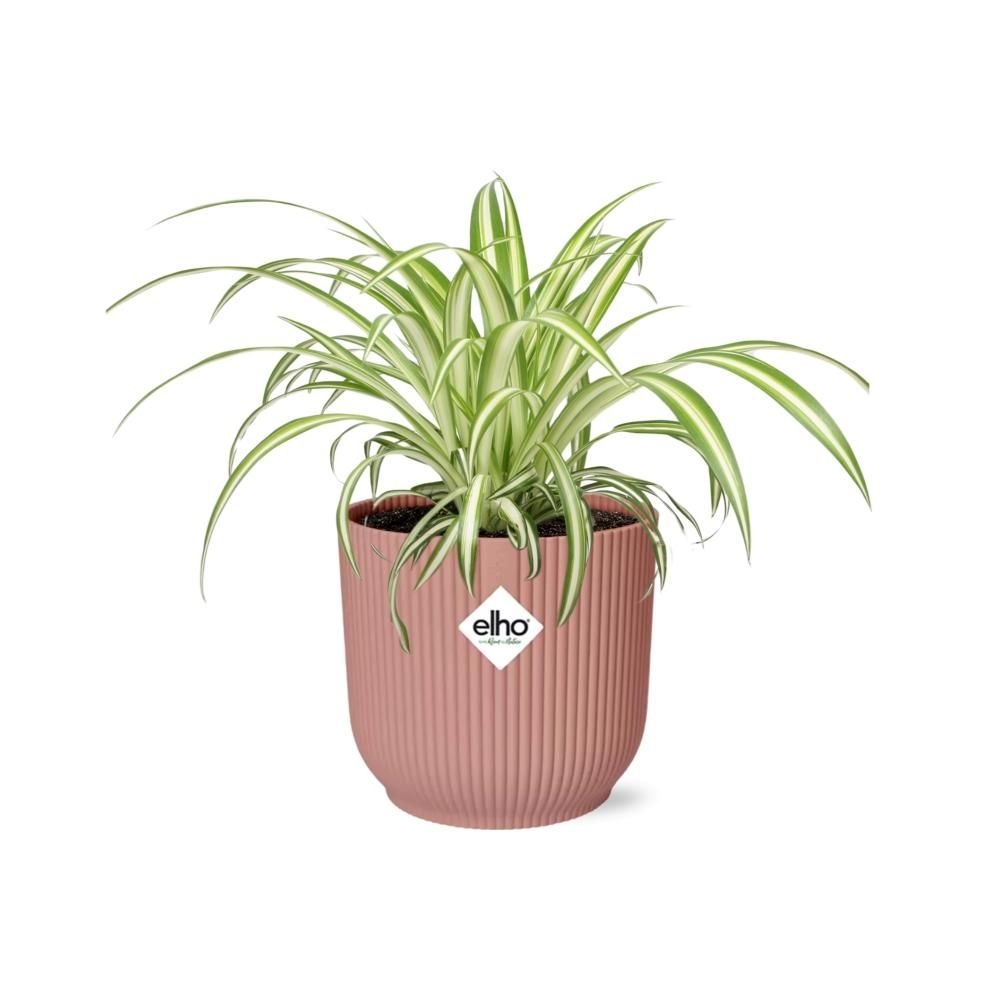 Grünlilie Chlorophytum Comosum Variegatum in ELHO Vibes Fold Topf