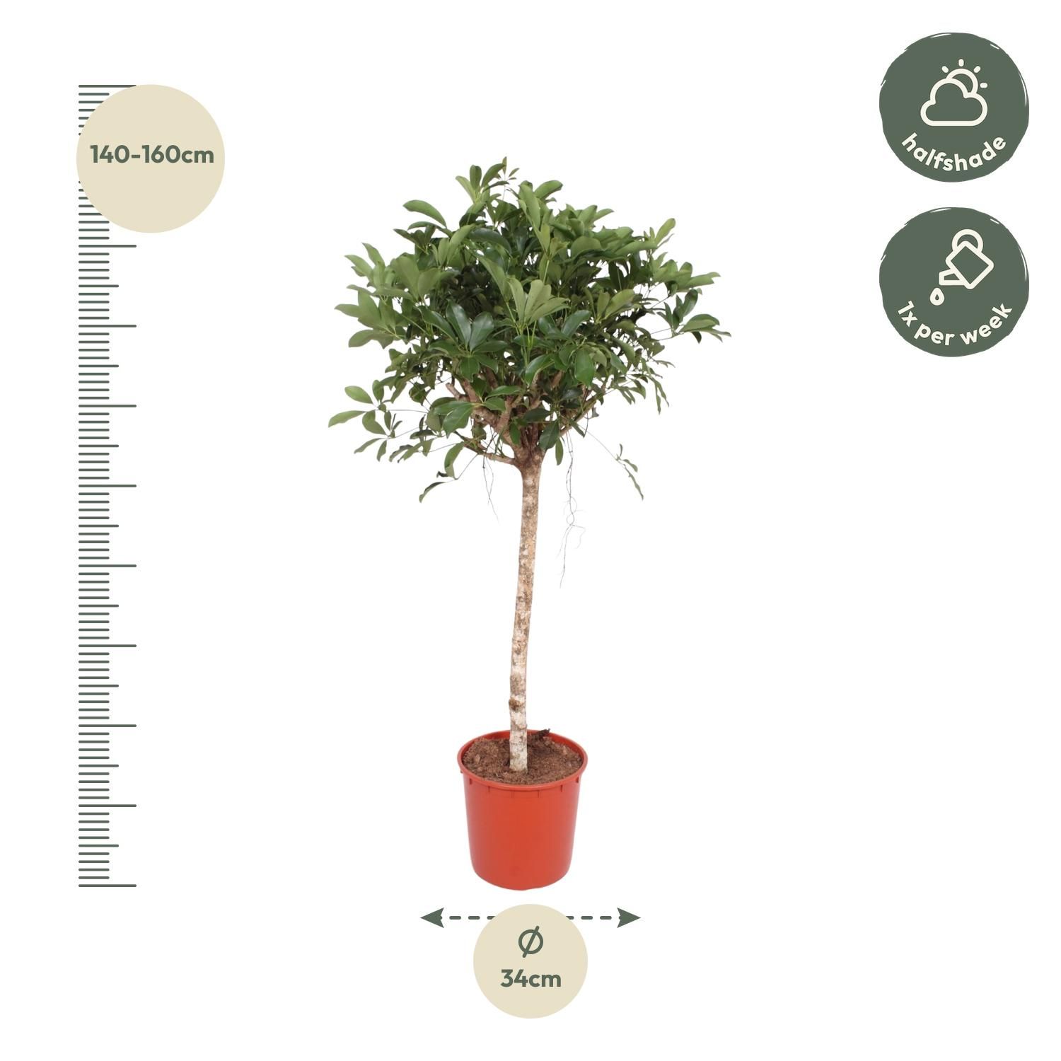 Schefflera Arboricola Compacta Zimmerpflanze