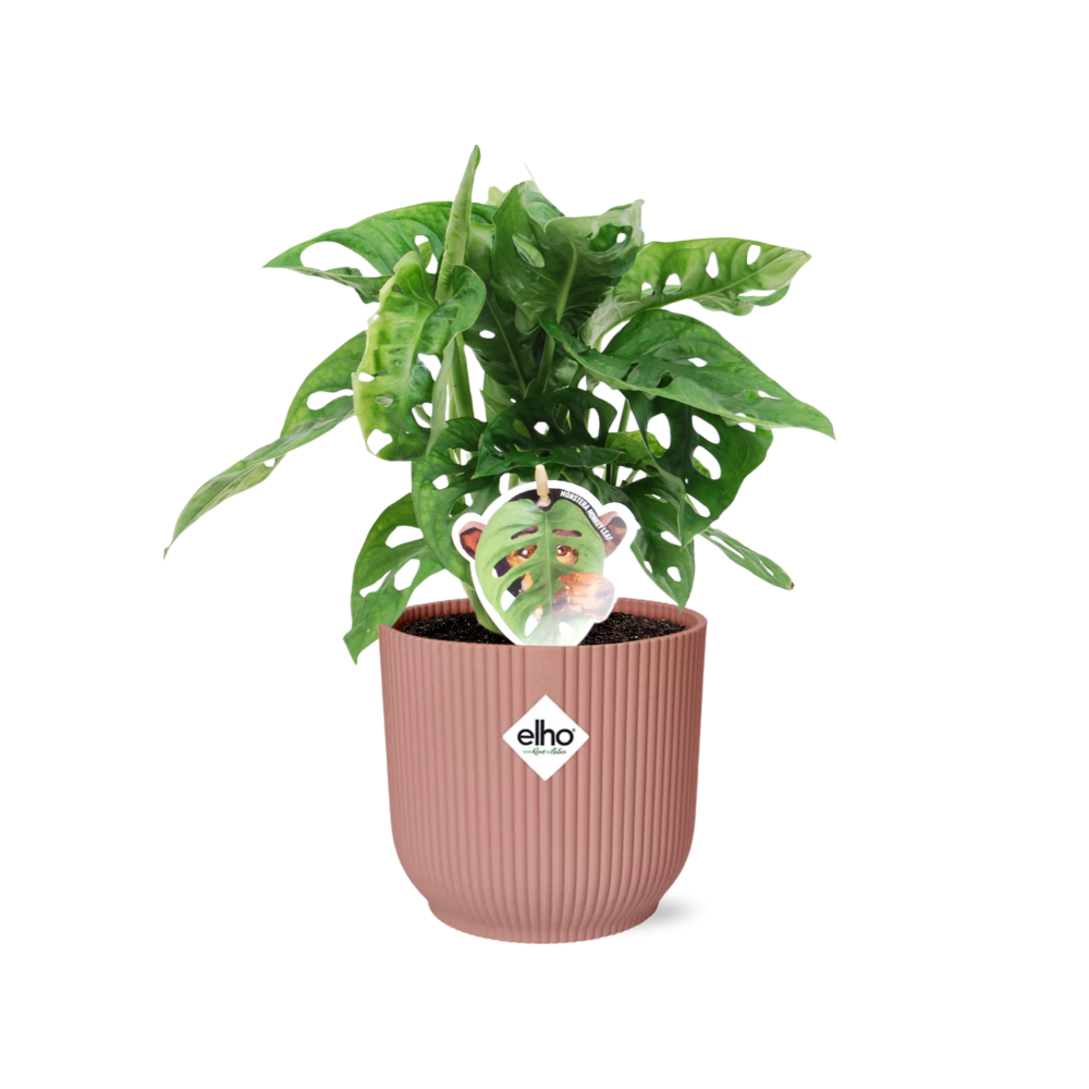 Monstera Monkey Leaf Zimmerpflanze