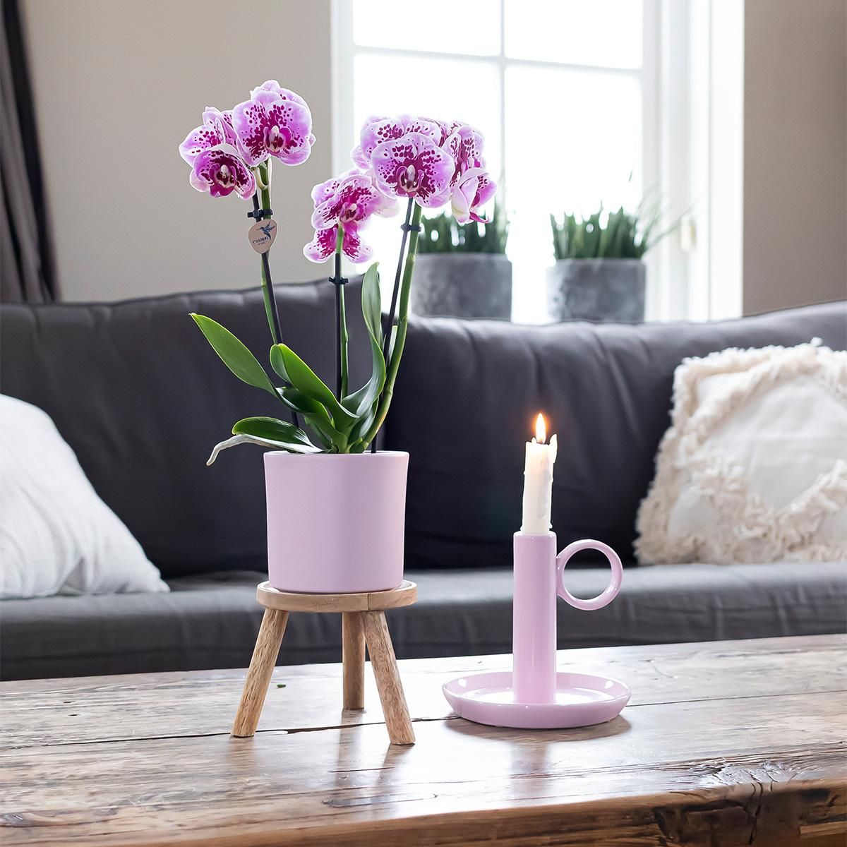 Phalaenopsis Orchideen Duo in Pink und Lila