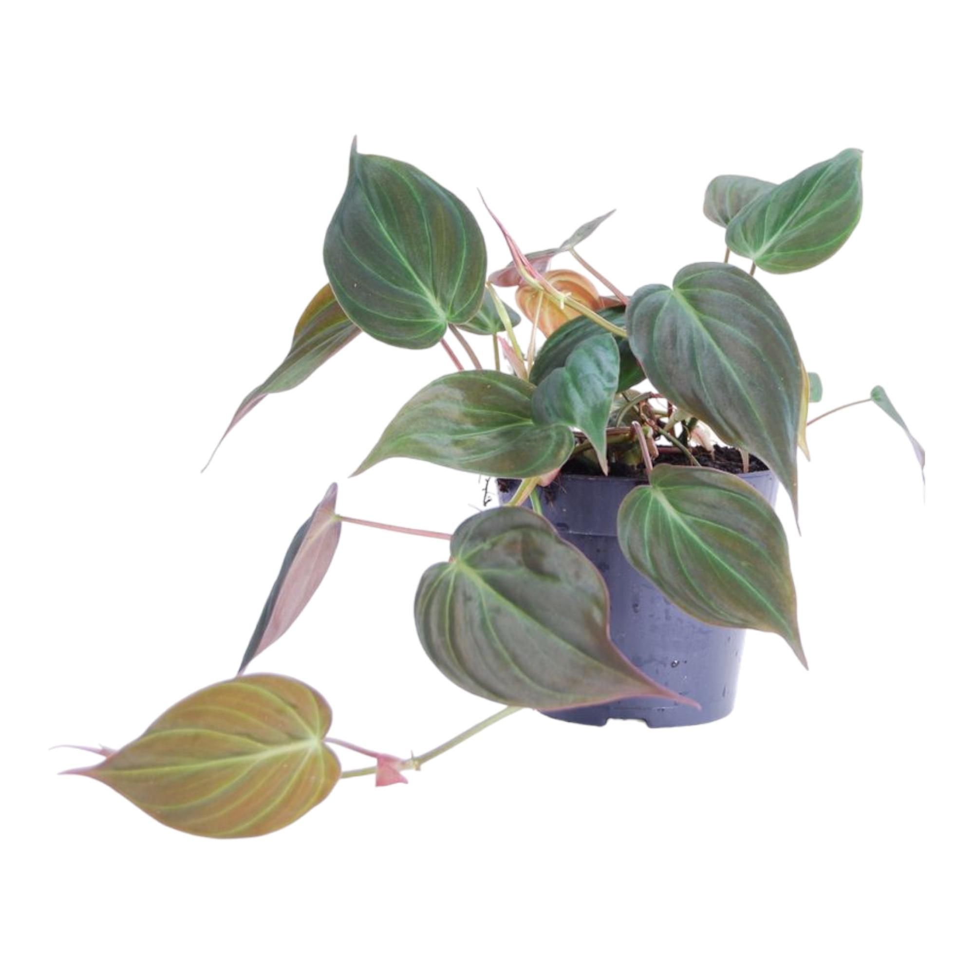 Philodendron scandens Micans elegante Hängepflanze