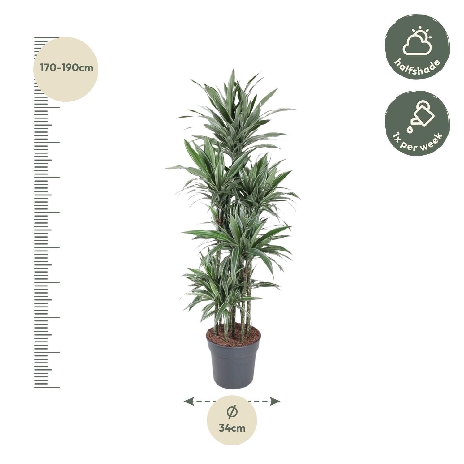Dracaena Warneckei elegante Zimmerpflanze