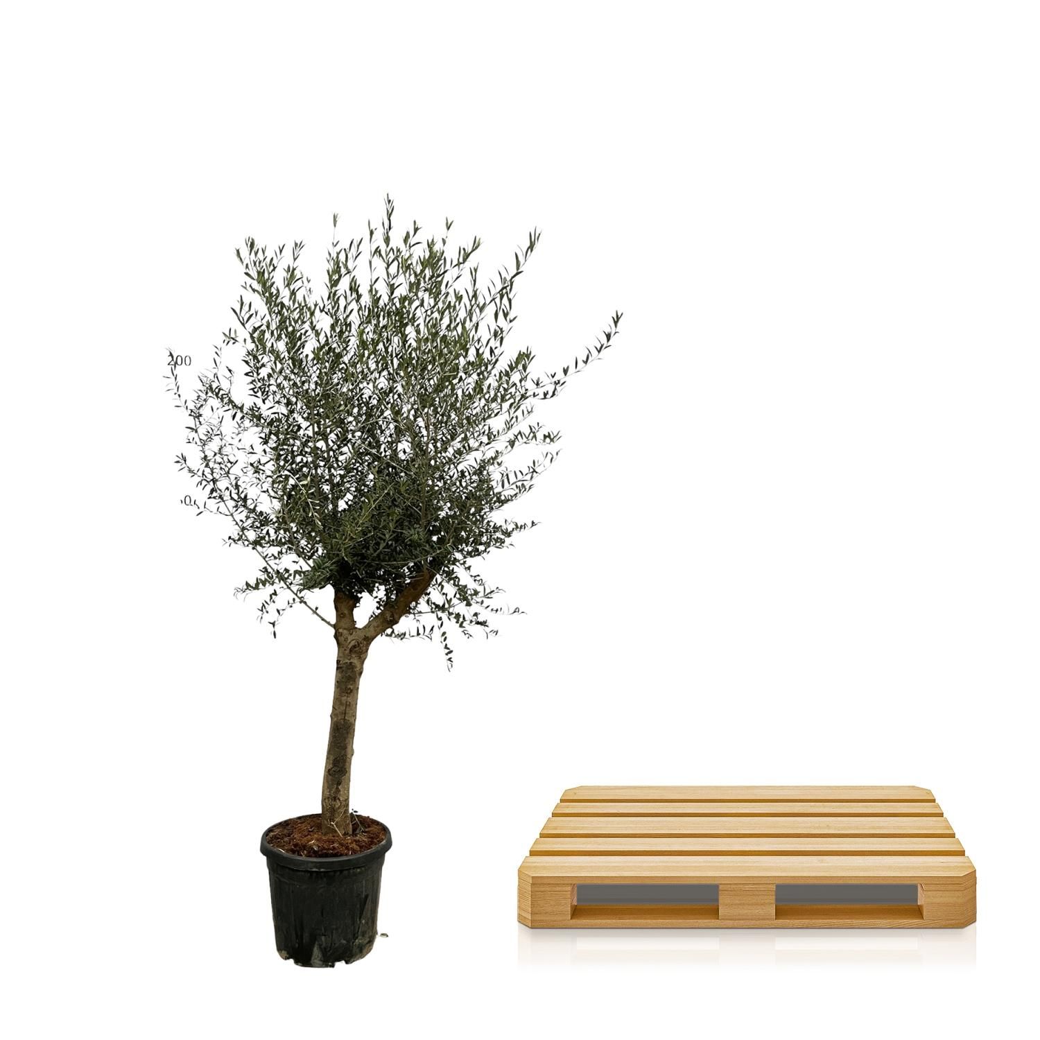 Olivenbaum Olea Lorc natürlicher Schmuck