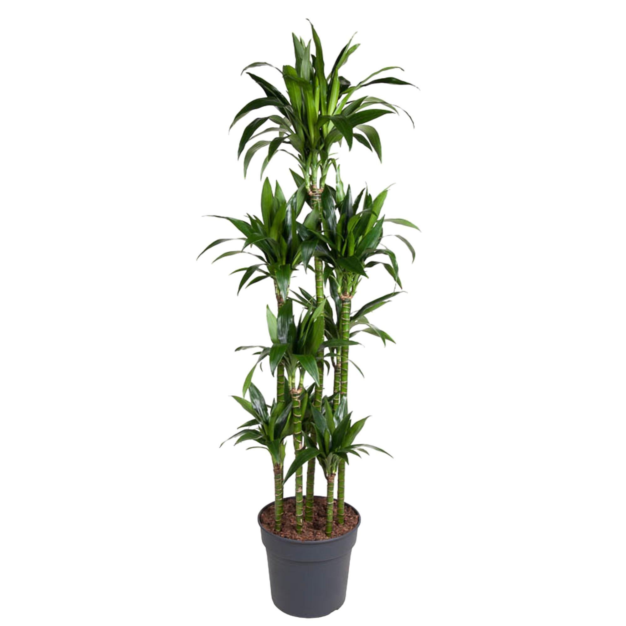Dracaena Janet Craig Carrousel - Elegante Zimmerpflanze mit glänzenden Blättern