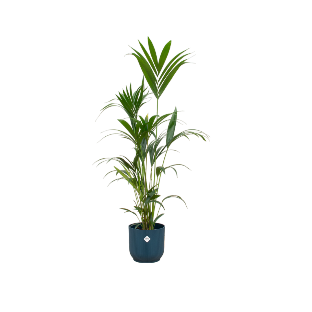 Kentia Palme elegant und robust