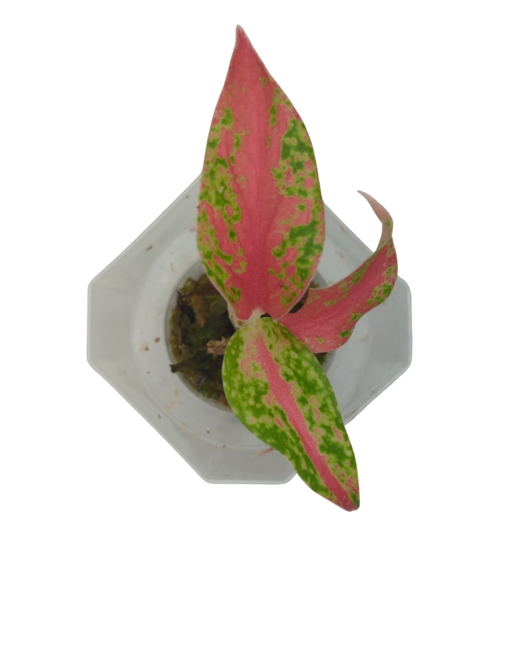Aglaonema commutatum Nightsparkle