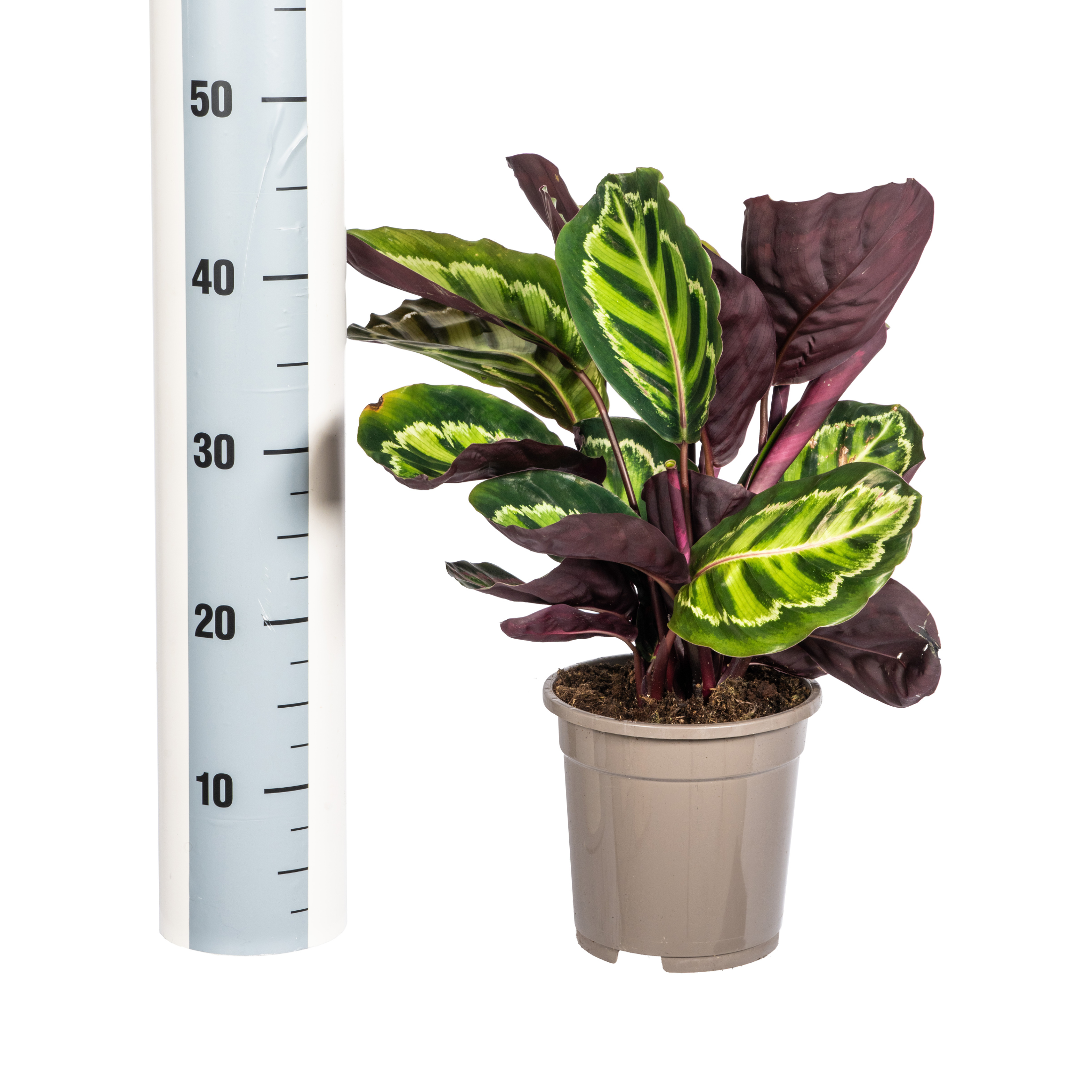 Calathea Zimmerpflanze – Roseopicta – Ø17cm