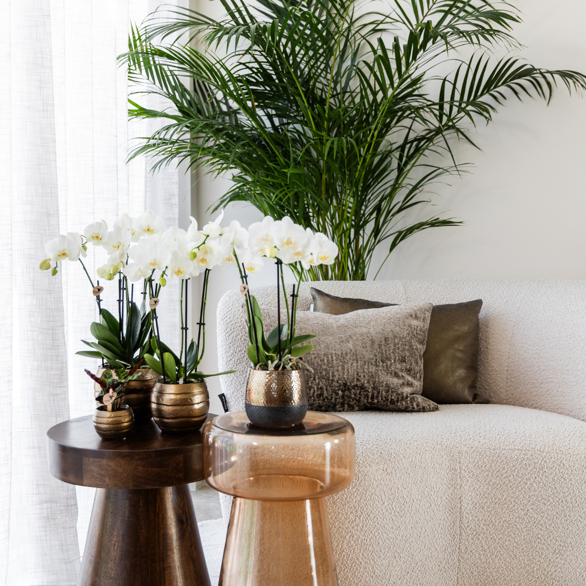 COMBI DEAL 2 weiße Phalaenopsis Orchideen – Ø12cm Topf – blühende Zimmerpflanze