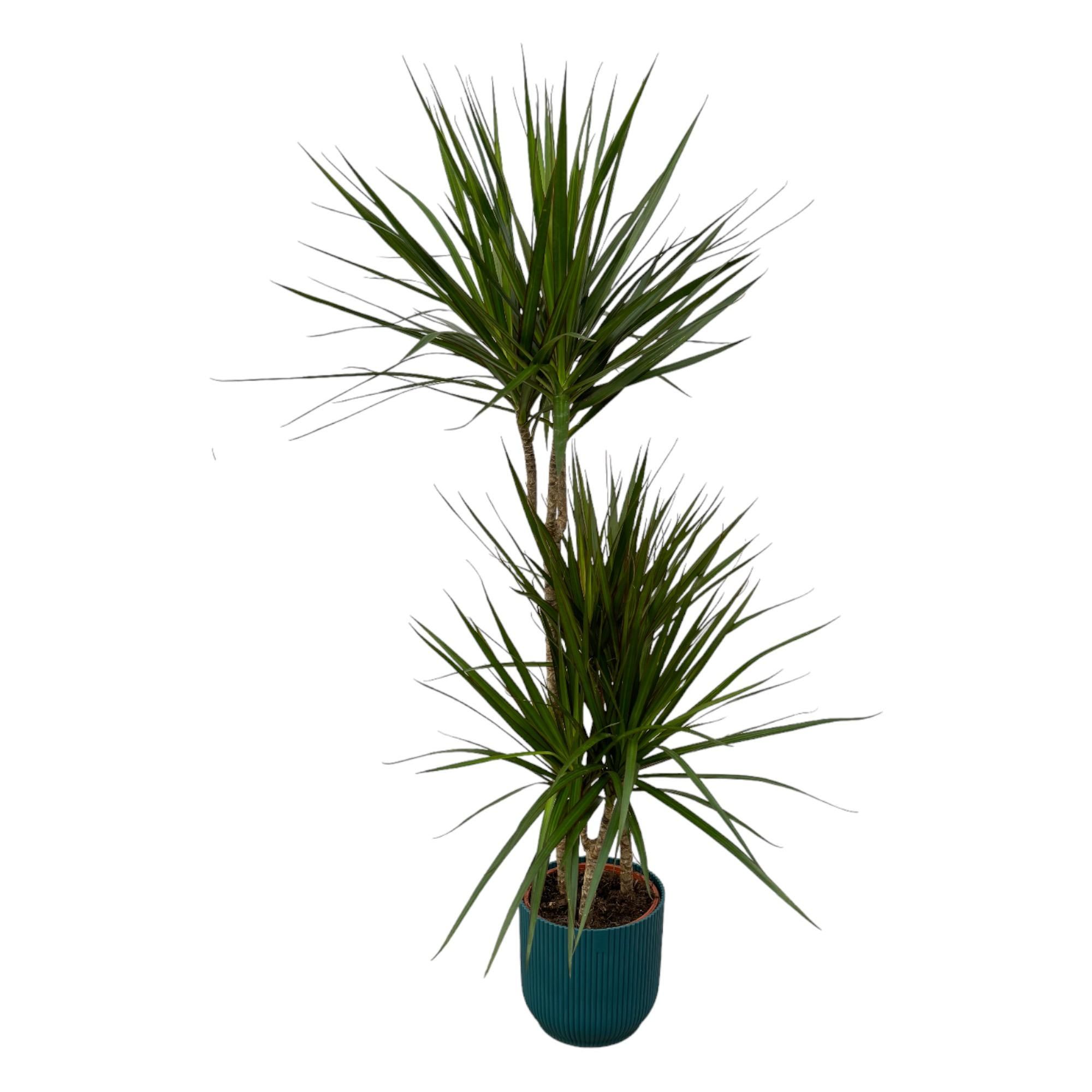 Dracaena Marginata eleganter Zimmerpflanzen-Klassiker