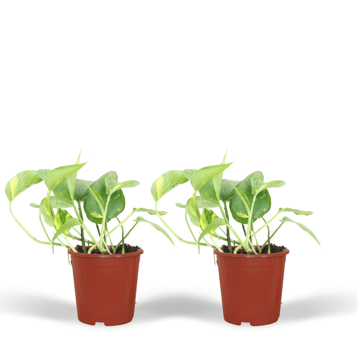 Pflegeleichte Epipremnum Aureum Zimmerpflanze