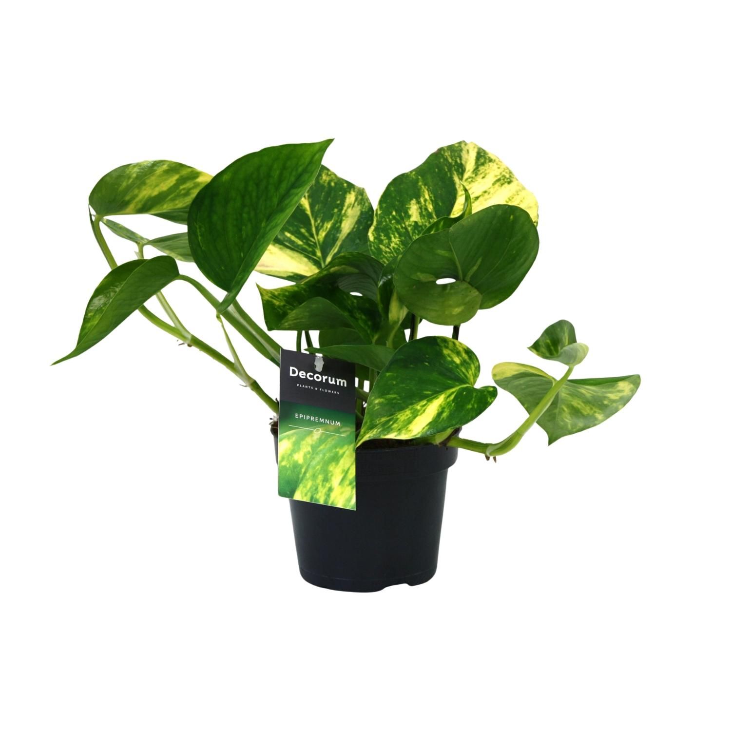 Scindapsus Aureum Zimmerpflanze
