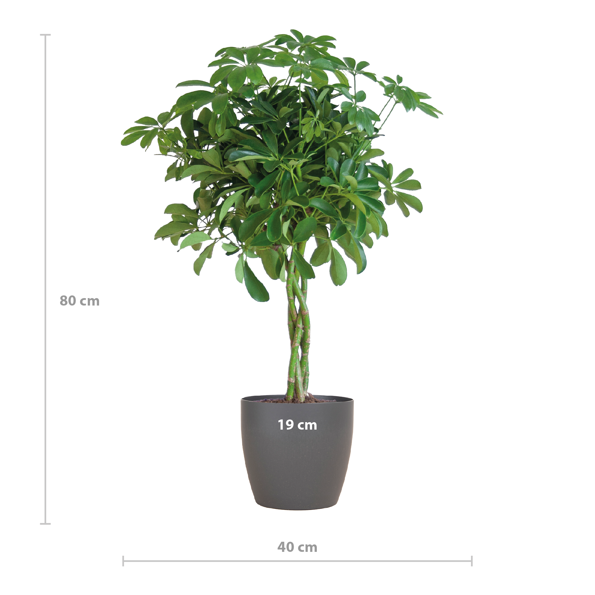 Schefflera Arab Nora – 70 cm – Grau – Ø21 – Robuste Zimmerpflanze