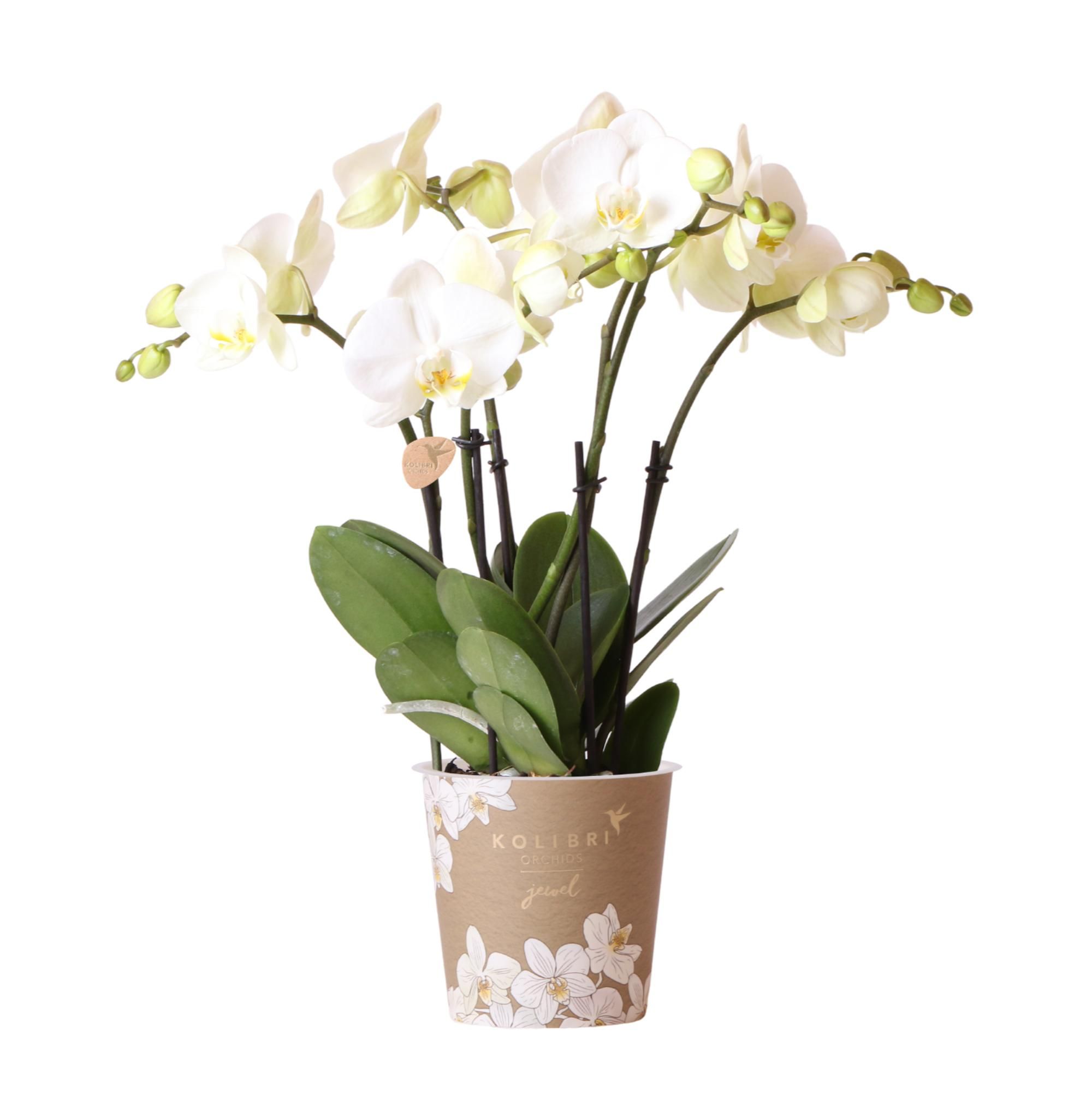 Weiße Phalaenopsis Orchidee Jewel Ghent