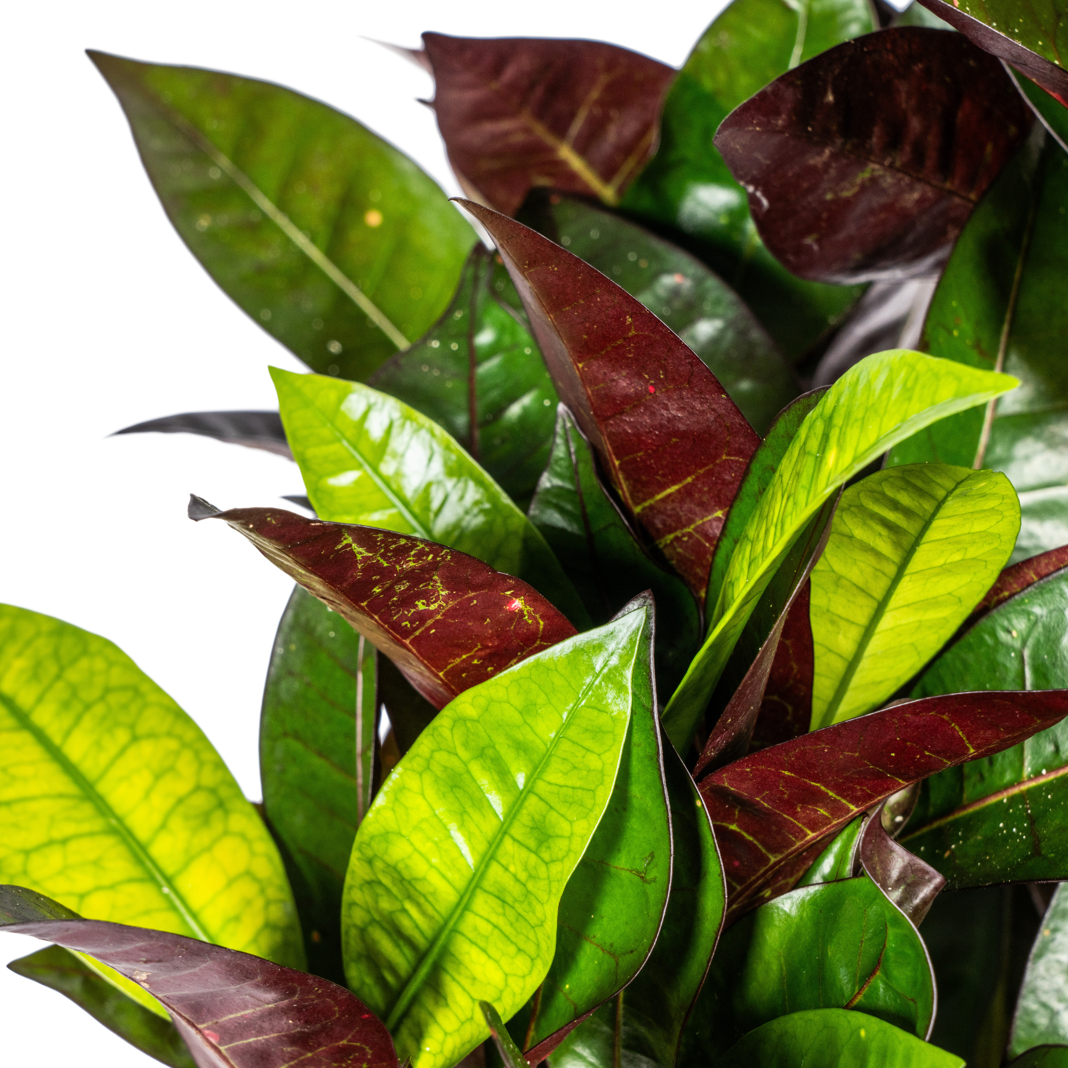 Codiaeum 'Croton' Iceton – Ø21cm – ↕60-80cm