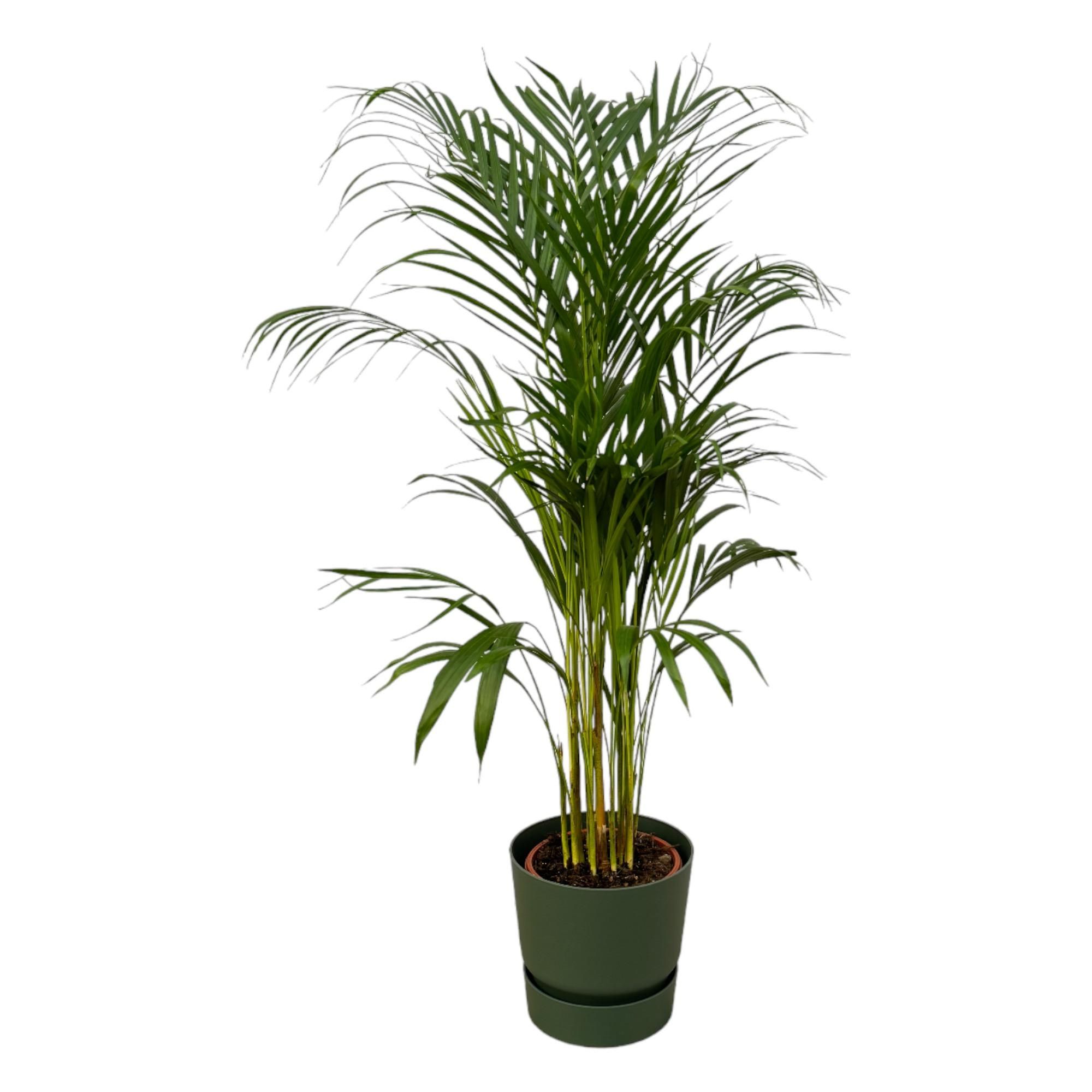 Areca Palme im modernen Designer-Topf