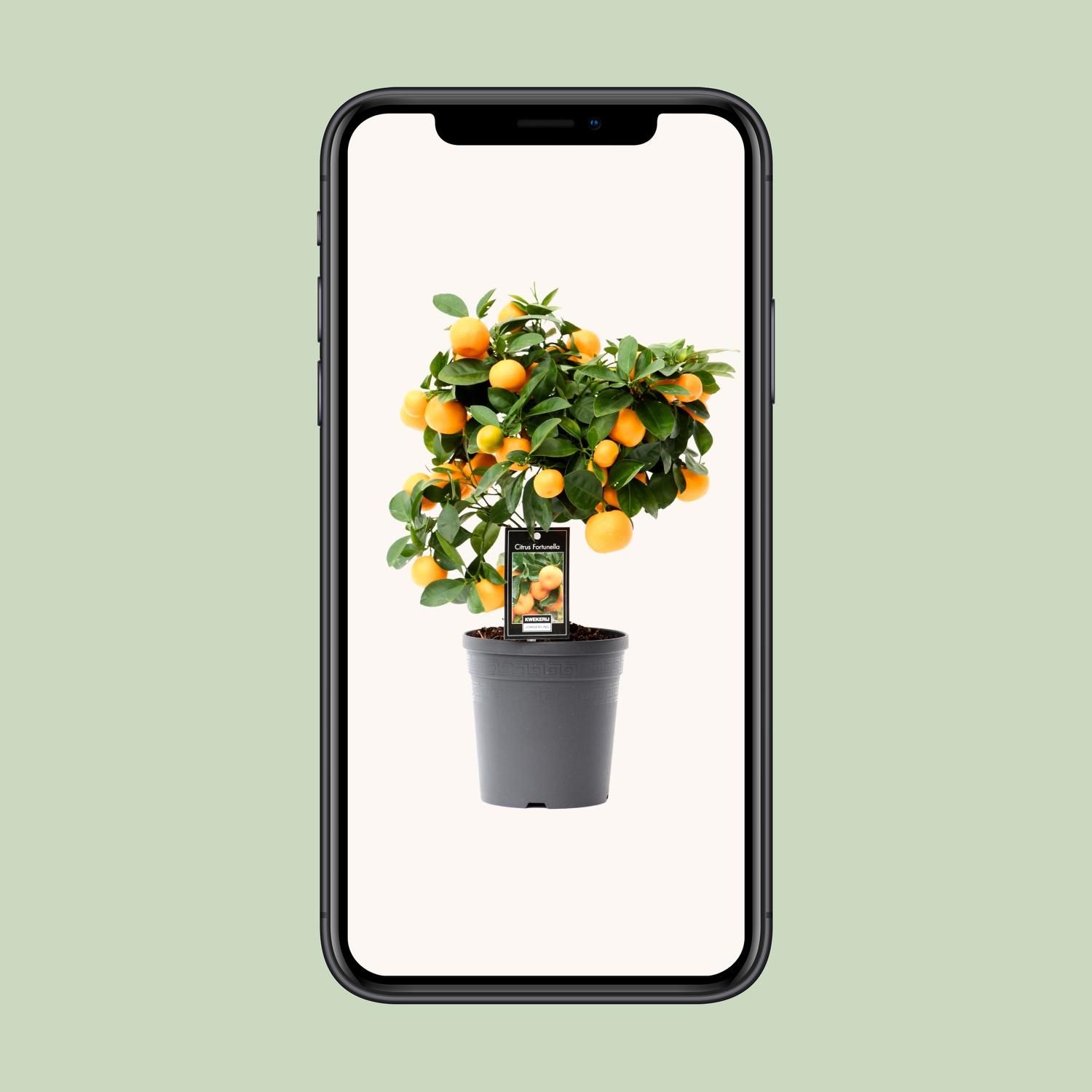 Citrus Calamondin Zimmerpflanze