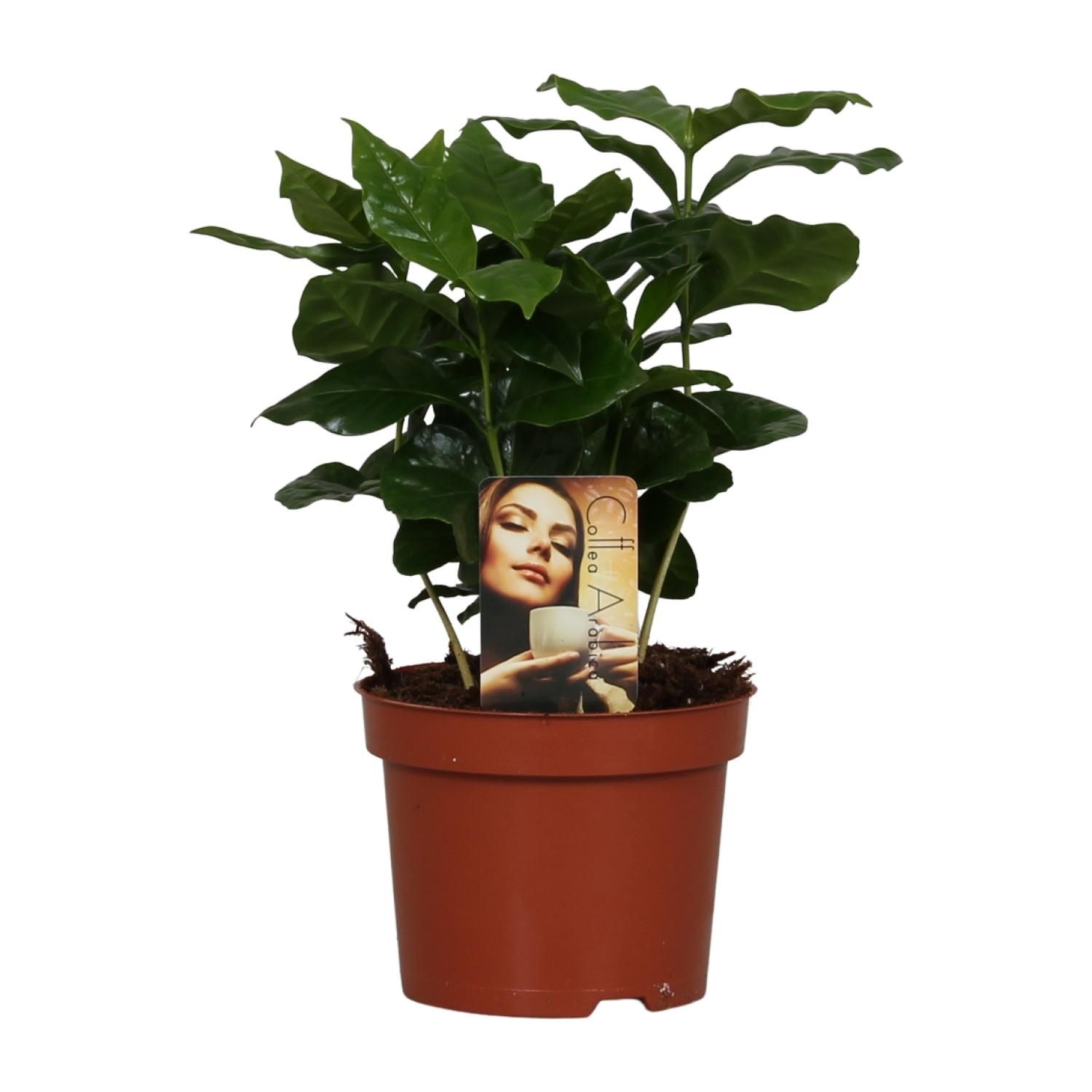 Coffea Arabica – Exotische Kaffeepflanze für Indoor