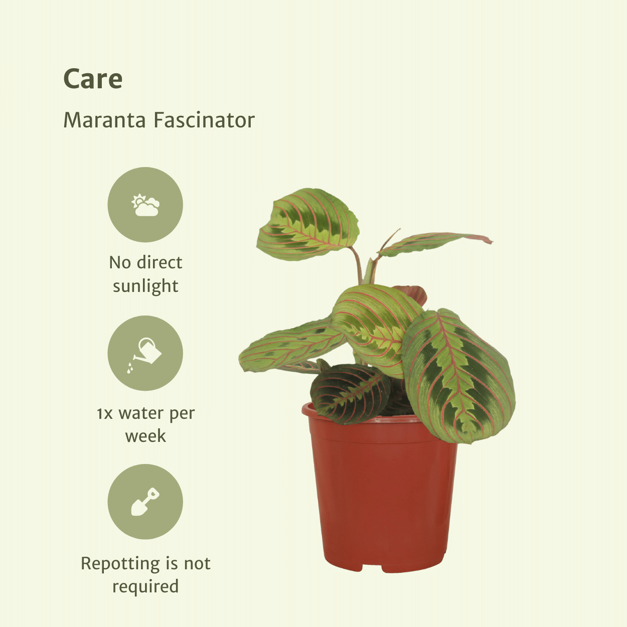 Maranta Fascinator Zimmerpflanze mit auffälligem Laub