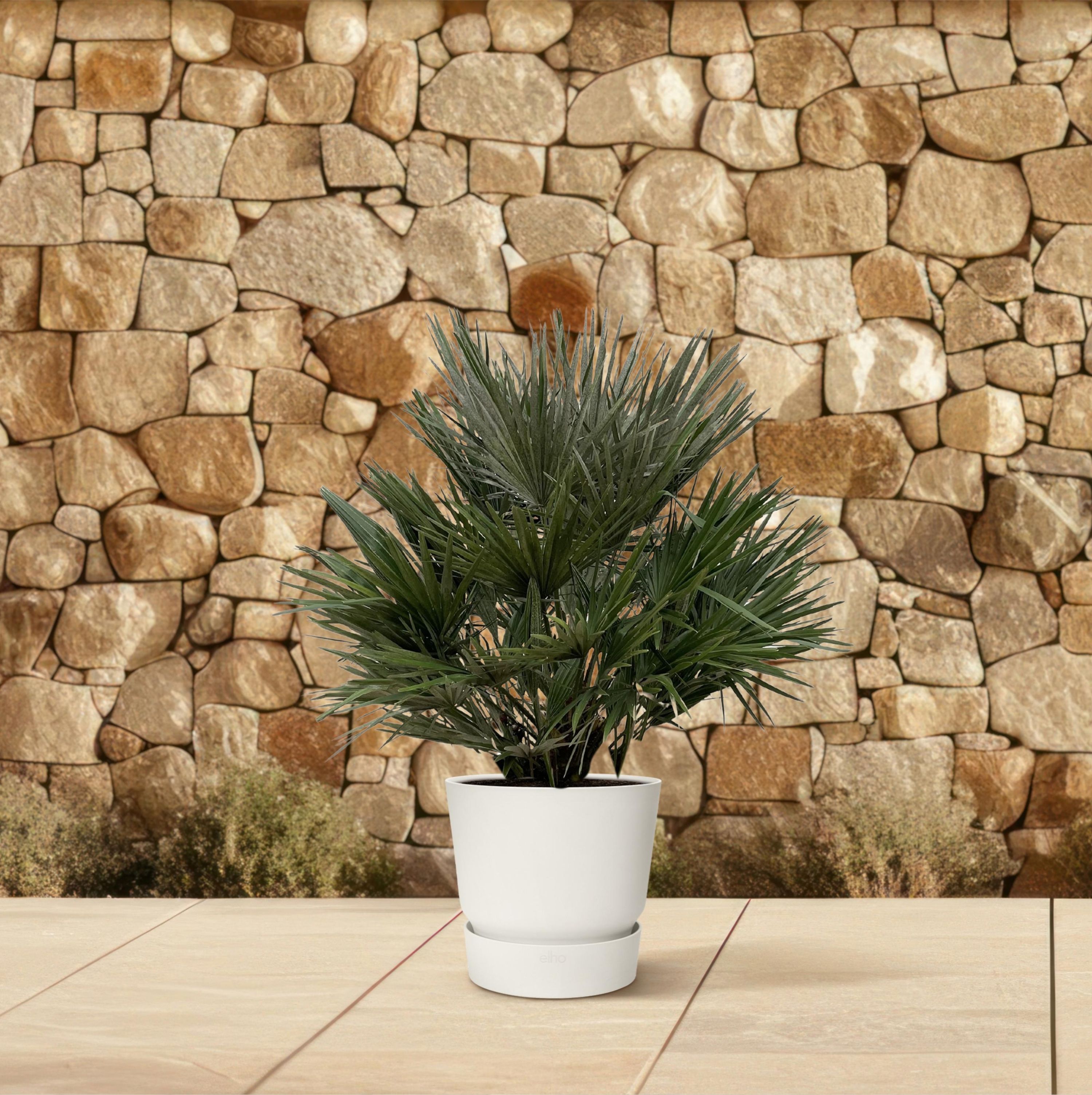 Chamaerops Vulcano Palme