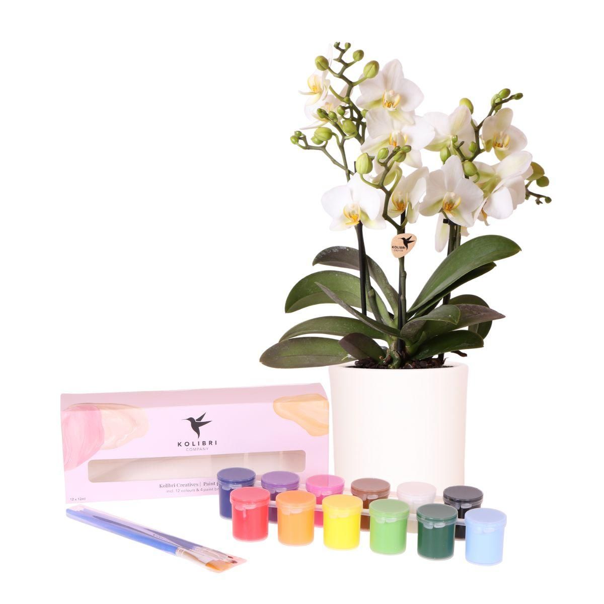 Kolibri Orchidee Kreativ-Set zum Gestalten von Blumentöpfen