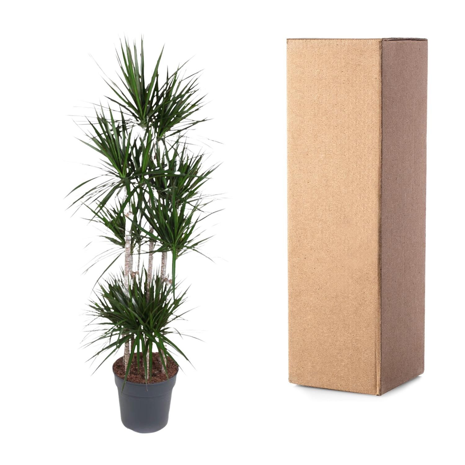 Dracaena Marginata Carrousel elegante Zimmerpflanze