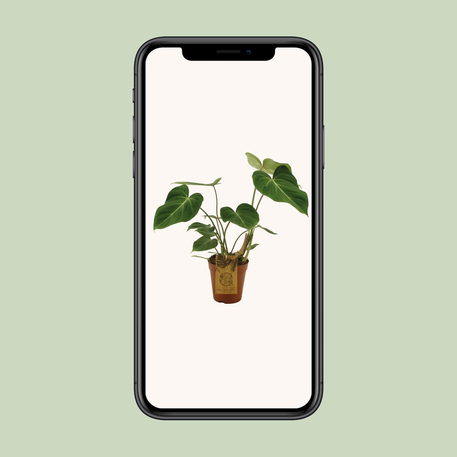Philodendron Gloriosum Zimmerpflanze