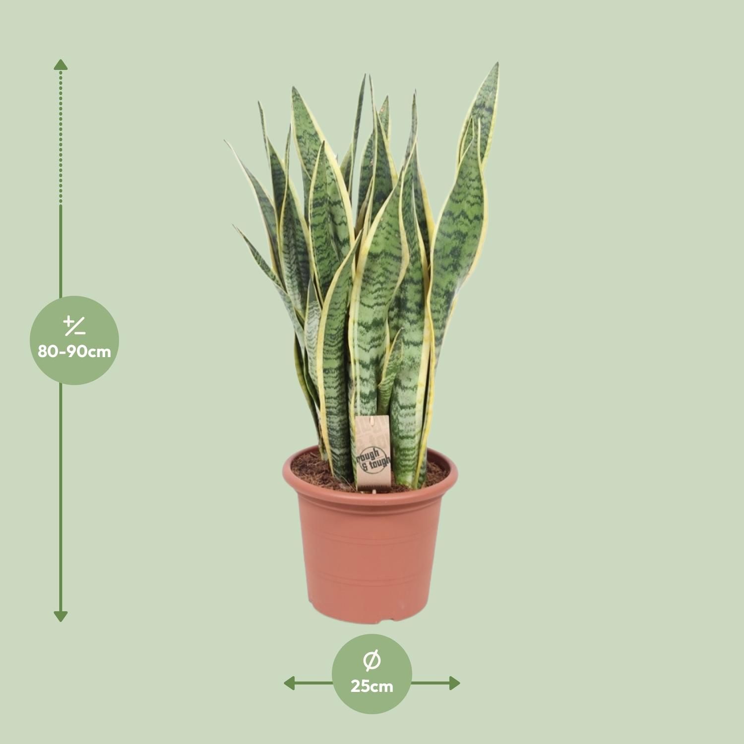 Sansevieria Laurentii Schwiegermutterzunge Zimmerpflanze