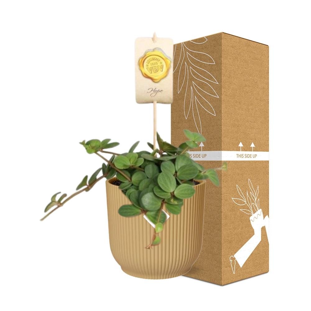 Peperomia Hope – Attraktive Zimmerpflanze im gelben ELHO Vibes Fold Topf