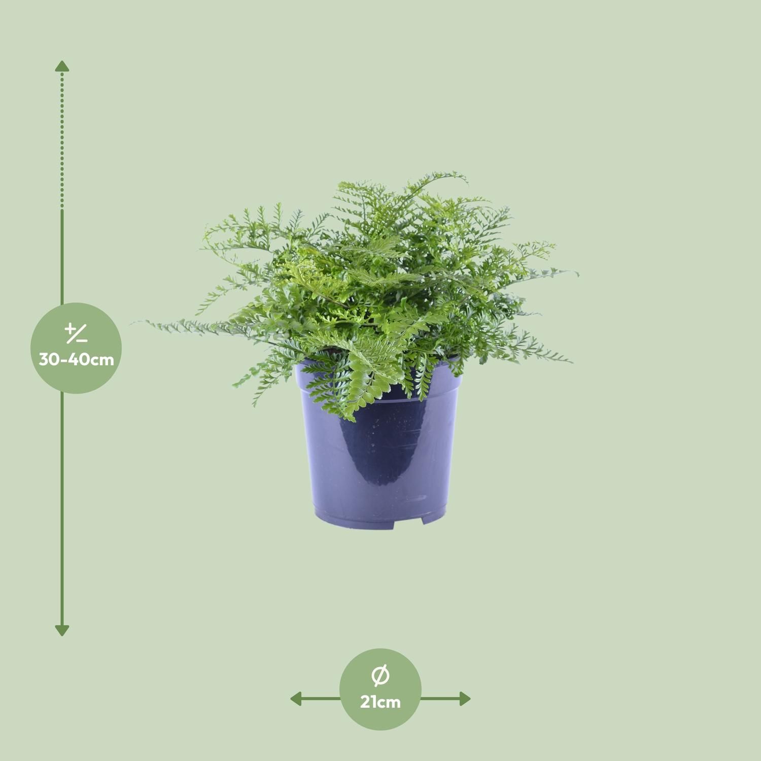 Asplenium Parvati Zimmerfarn