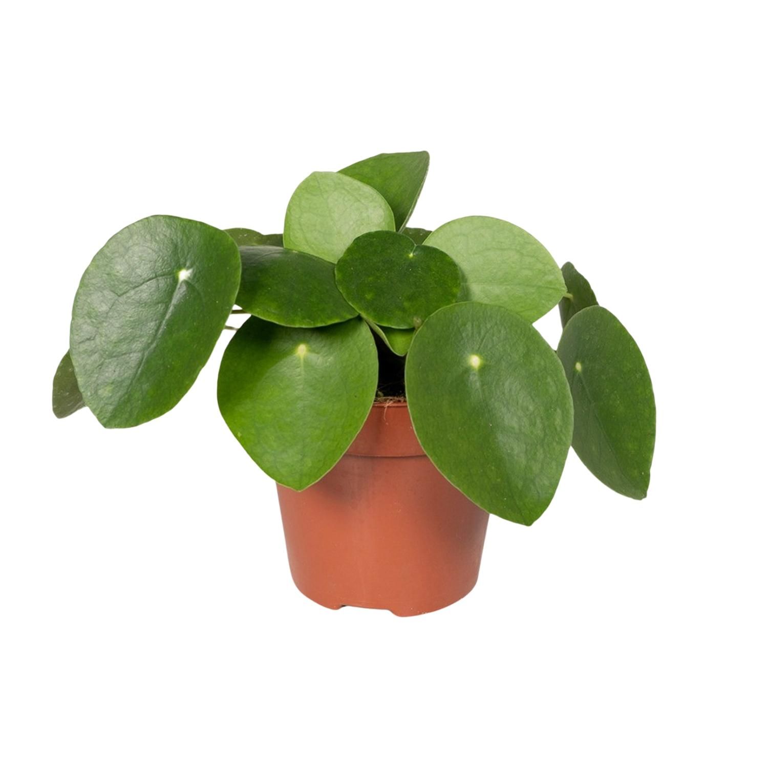 Pilea Peperomiodes Zimmerpflanze - Pfannkuchenpflanze