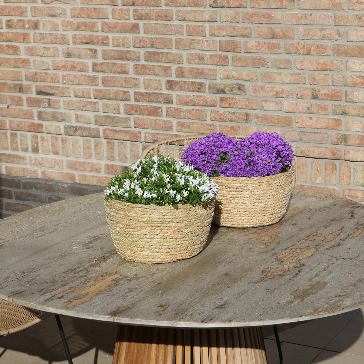 Campanula Addenda Ambella Weiß - Dekorativer Schilfkorb mit Glockenblumen