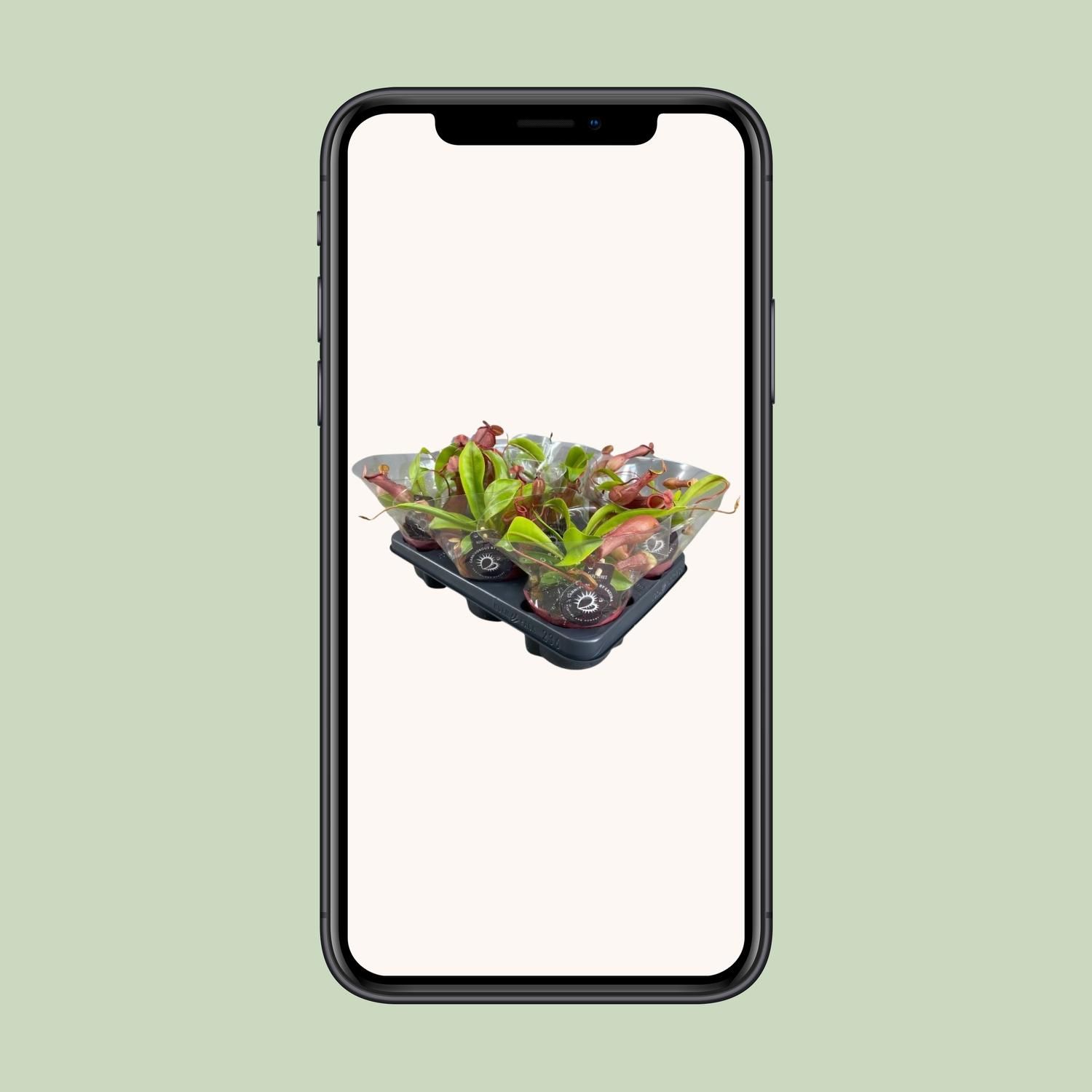 Nepenthes Alata Kannenpflanze