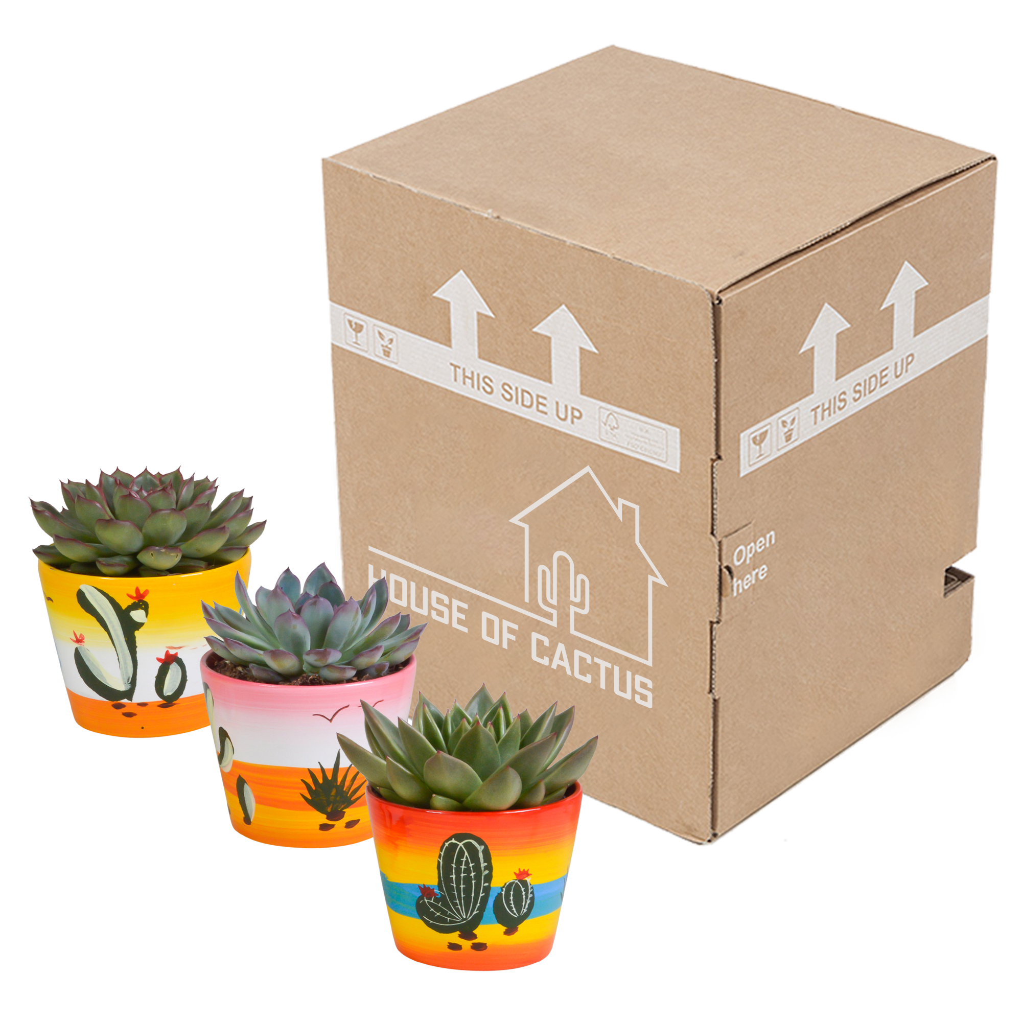 Echeveria Mix Pflanze im Mexikanischen Topf