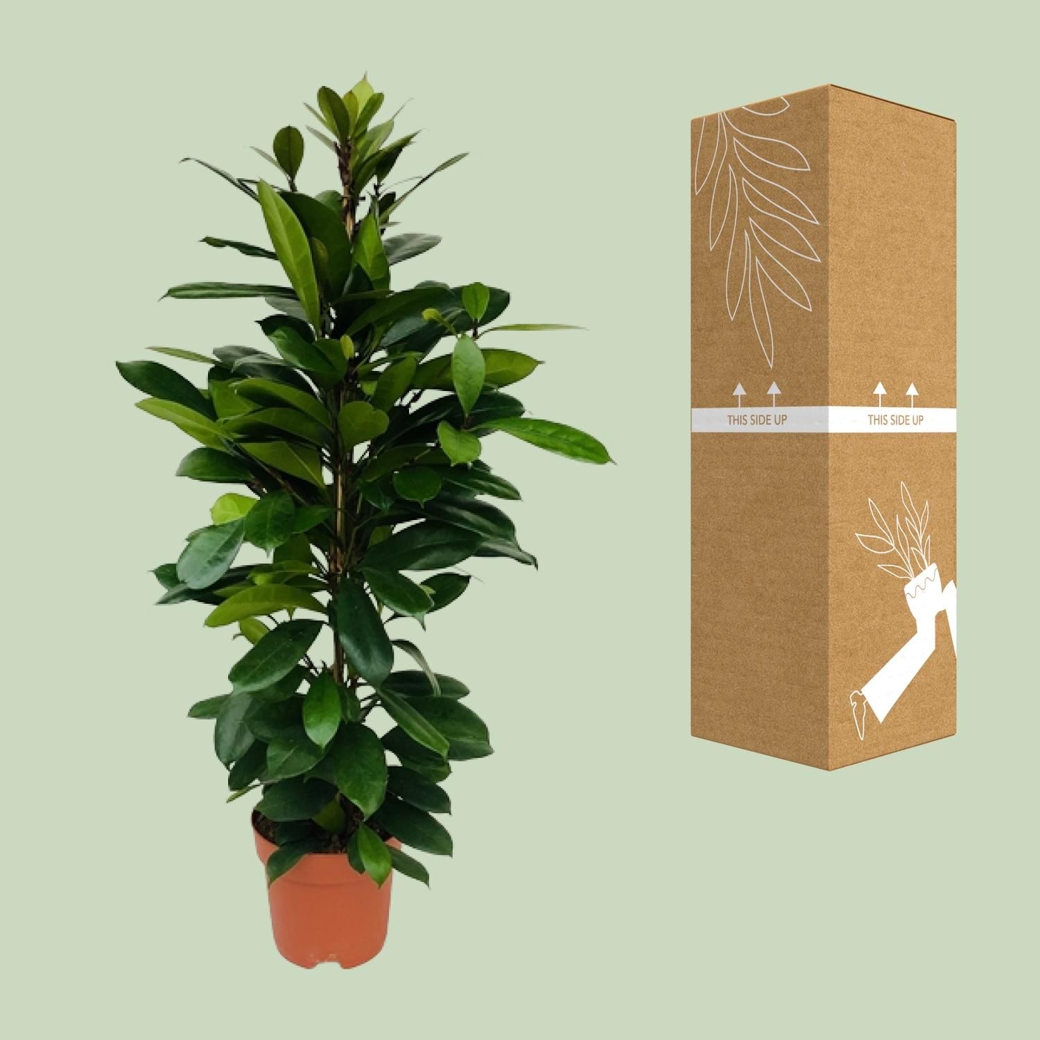 Ficus Cyathistipula Zimmerpflanze