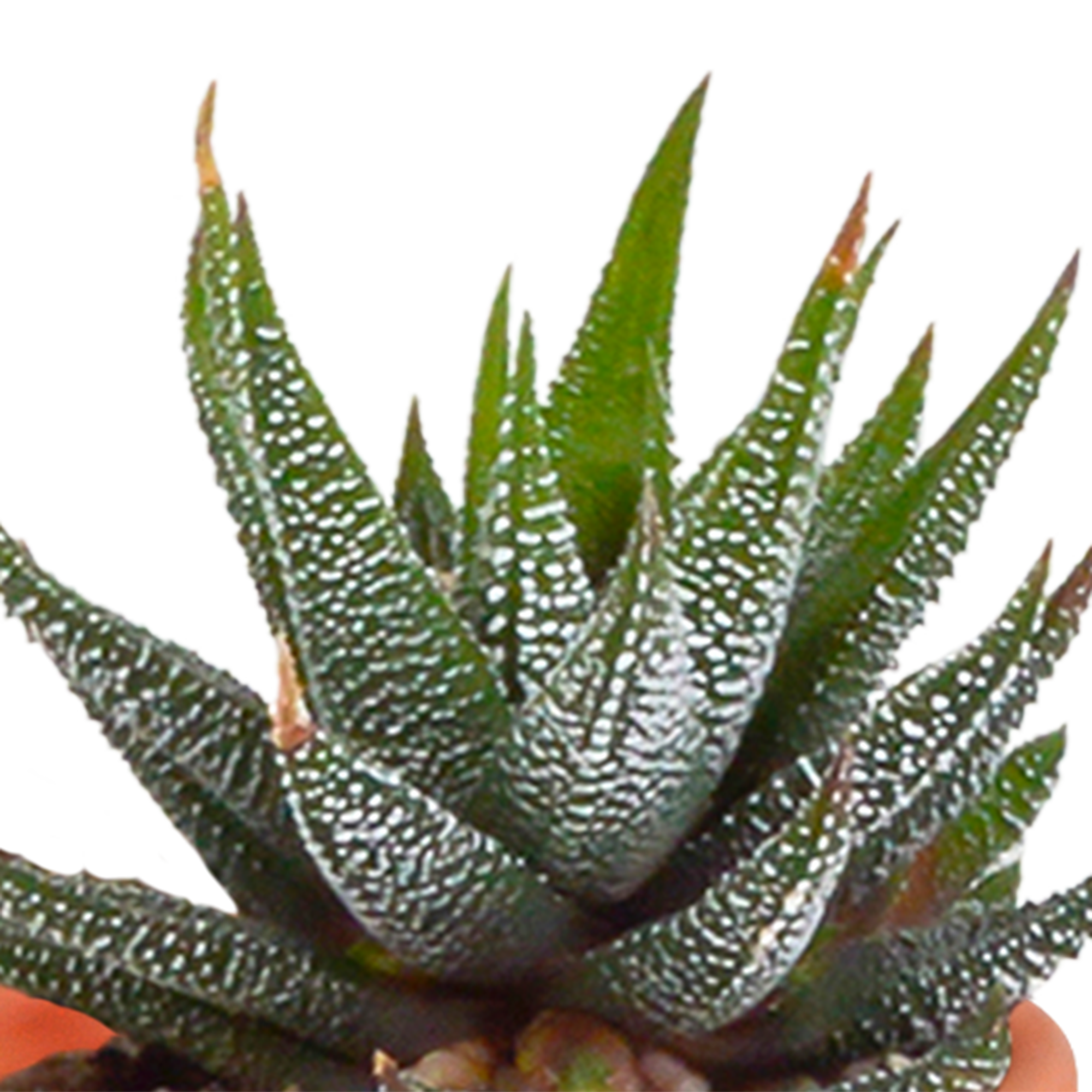 Bunte Cactus und Sukkulenten Mischung in Terrakotta