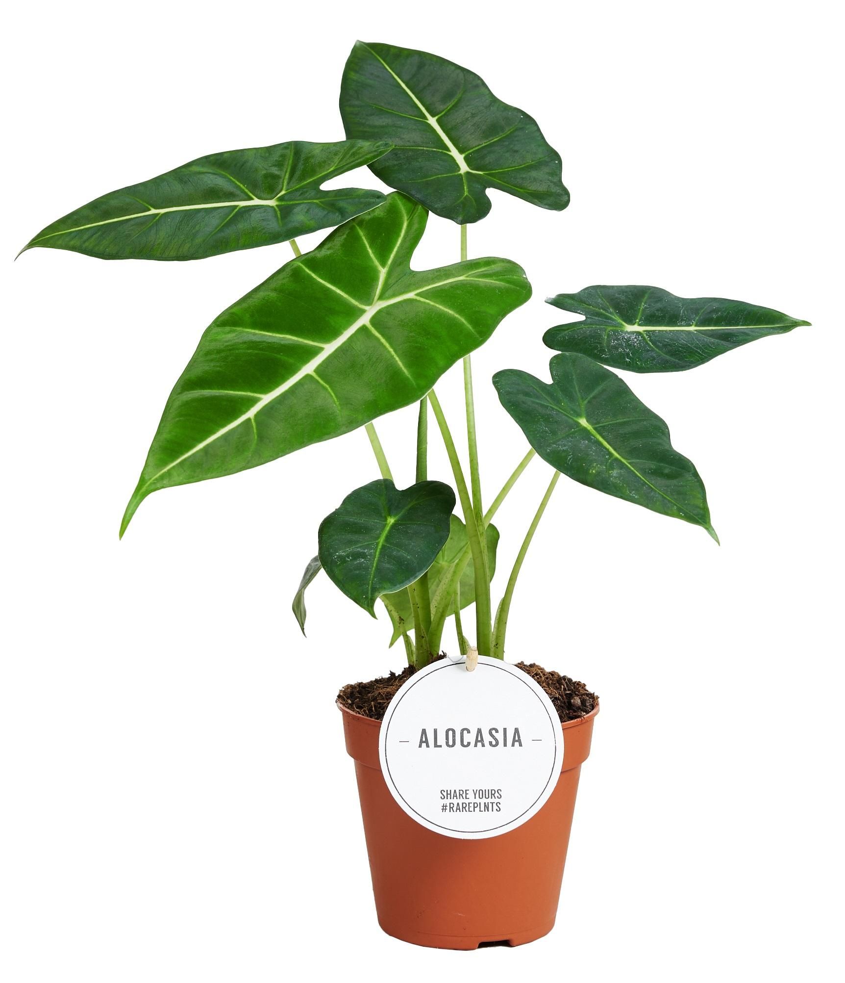 Alocasia Frydek Zimmerpflanze mit auffälligem Elefantenblatt