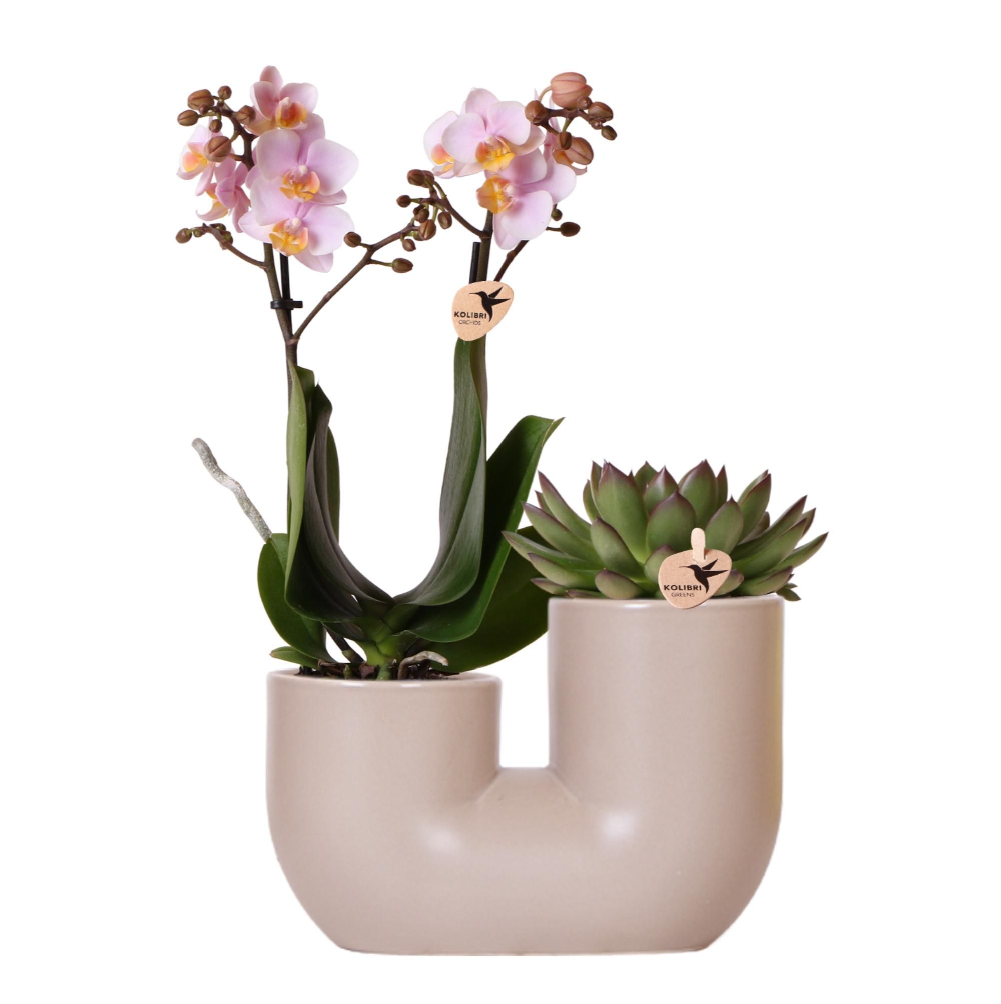 Set Rosa Orchidee & Sukkulente im Dekotopf Ø9cm