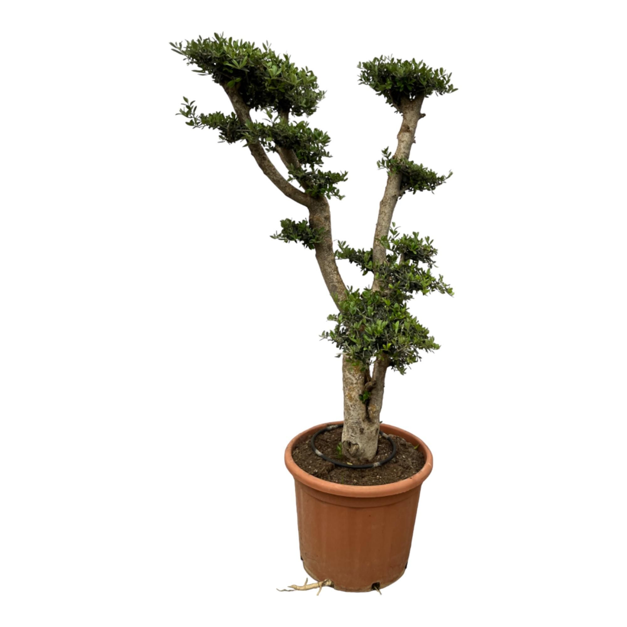 Eleganter Olivenbaum Olea Pon Pon