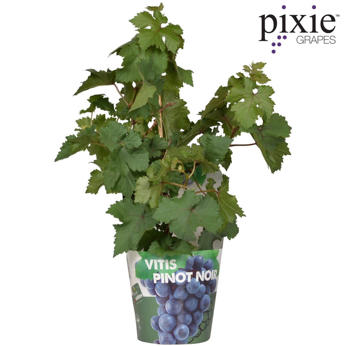 Vitis Pixie Pinot Noir Zwergtraube